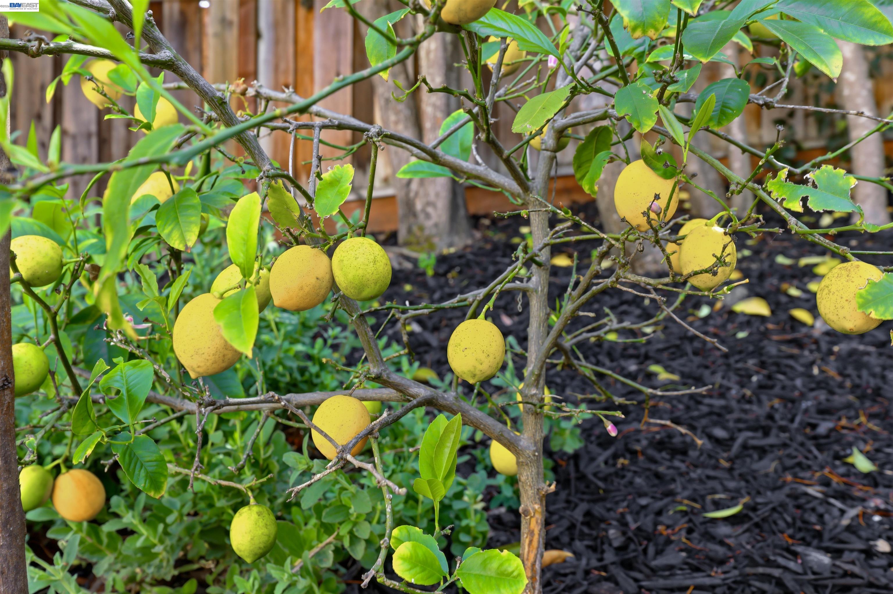 Detail Gallery Image 49 of 60 For 11593 Ladera Ct, Dublin,  CA 94568 - 4 Beds | 2/1 Baths