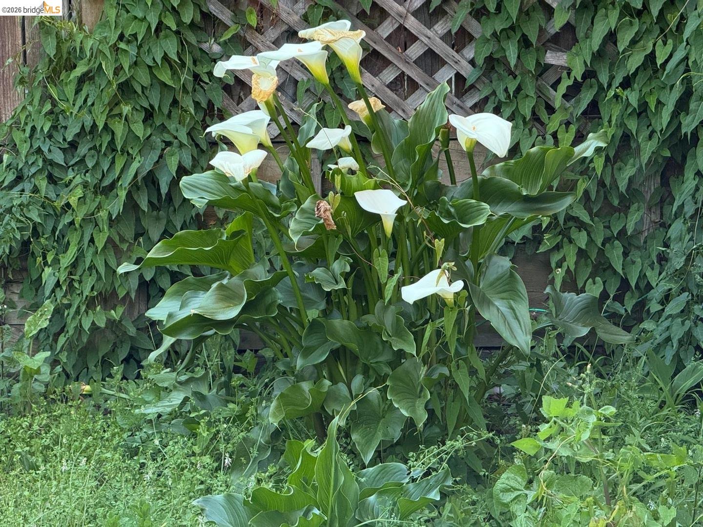 Detail Gallery Image 56 of 58 For 4432 Harbor View Ave, Oakland,  CA 94619 - 3 Beds | 2 Baths