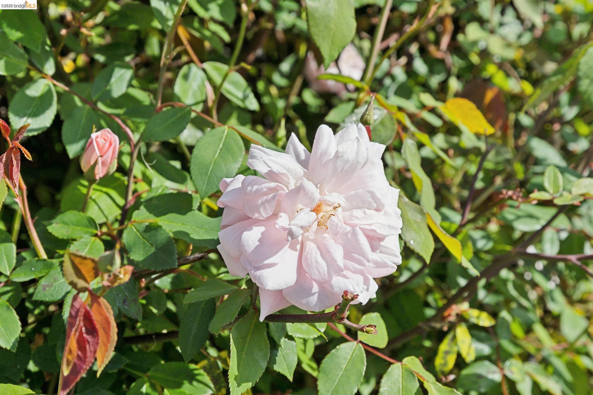 Detail Gallery Image 22 of 25 For 5850 Hazel Ave, Richmond,  CA 94805 - 2 Beds | 1 Baths