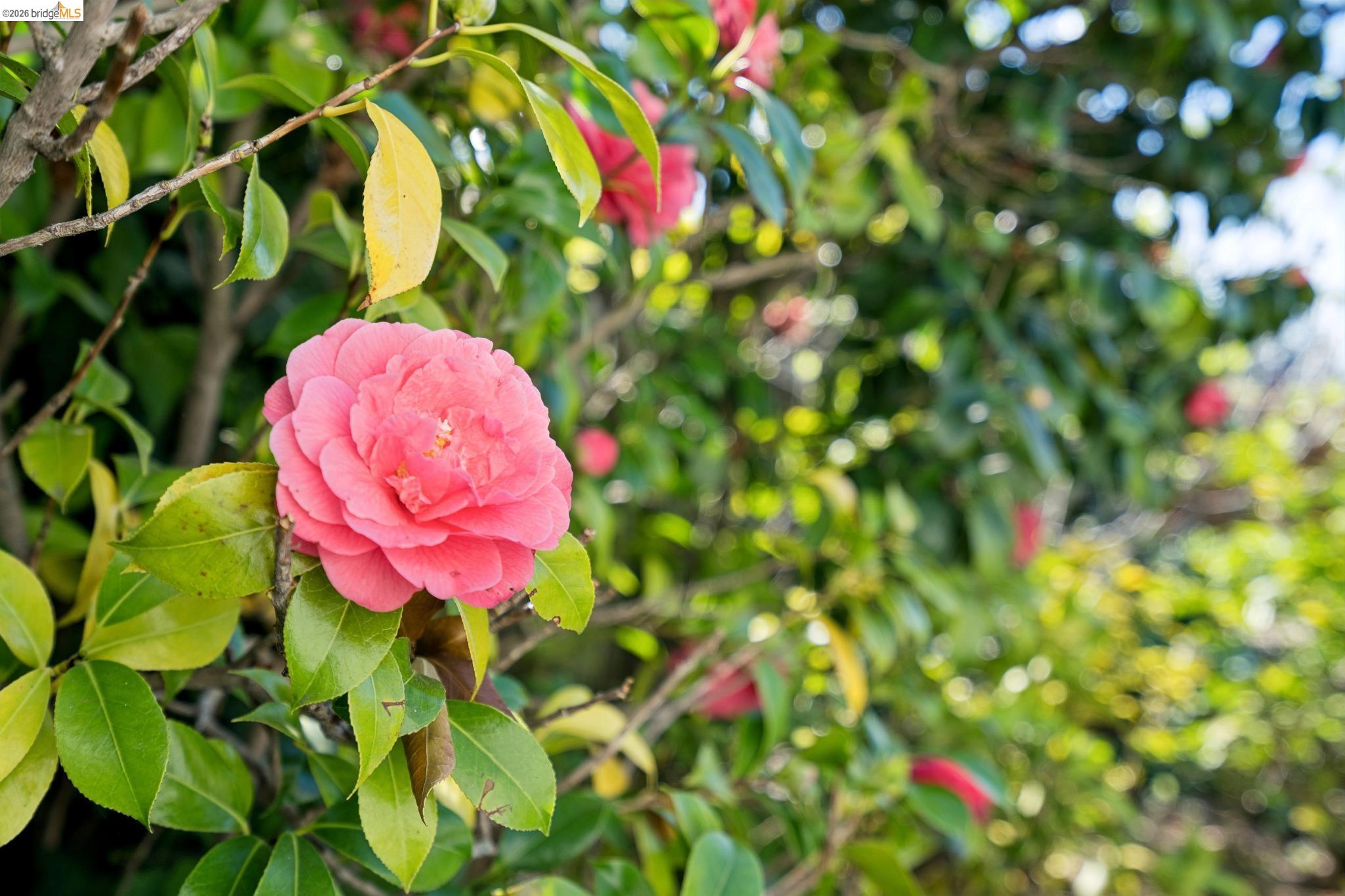 Detail Gallery Image 41 of 44 For 2825 Kitchener Ct, Oakland,  CA 94602 - 2 Beds | 2 Baths