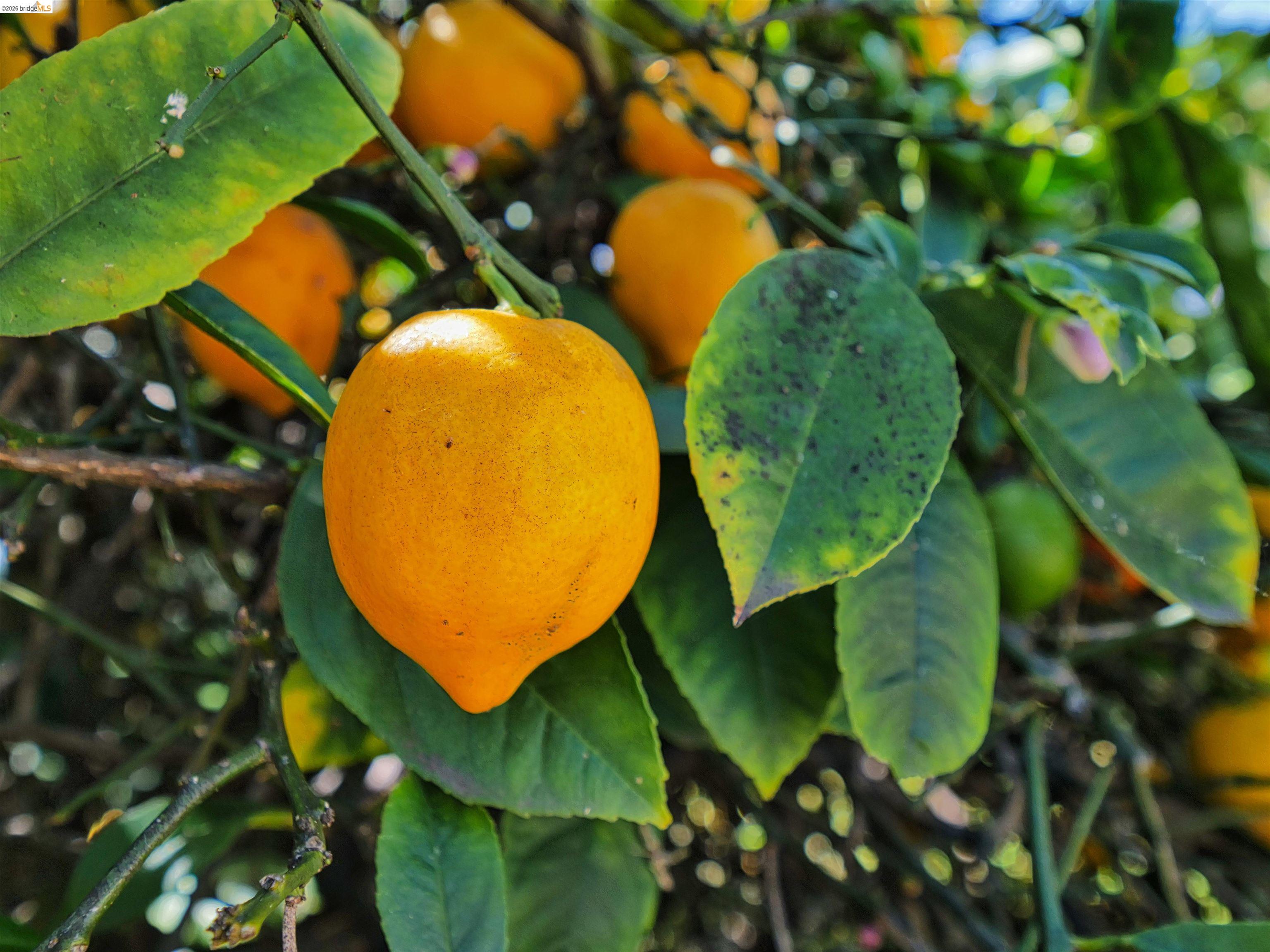 Detail Gallery Image 19 of 56 For 138 Eldridge Avenue, Oakland,  CA 94603 - 3 Beds | 1 Baths