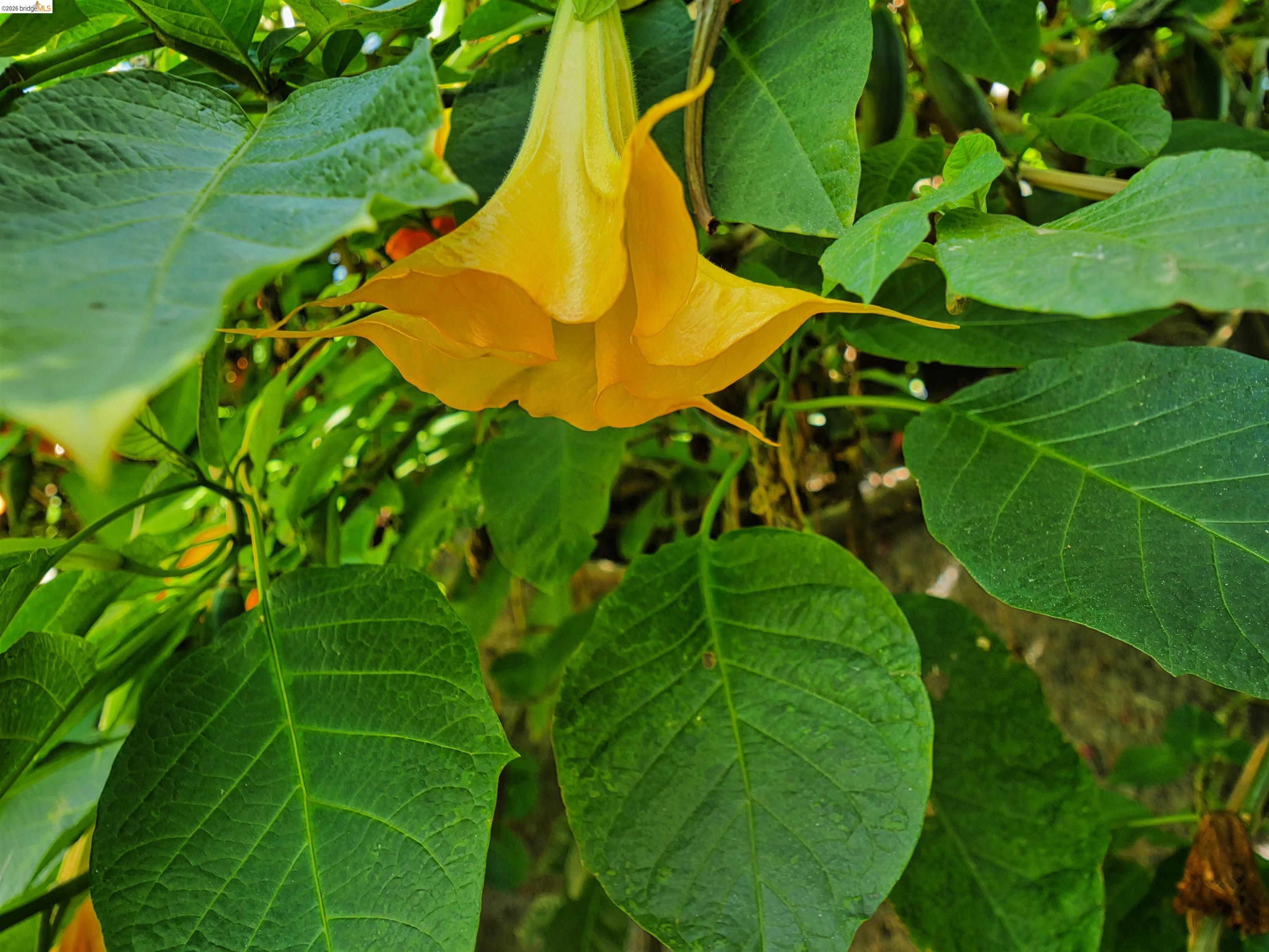 Detail Gallery Image 27 of 56 For 138 Eldridge Avenue, Oakland,  CA 94603 - 3 Beds | 1 Baths