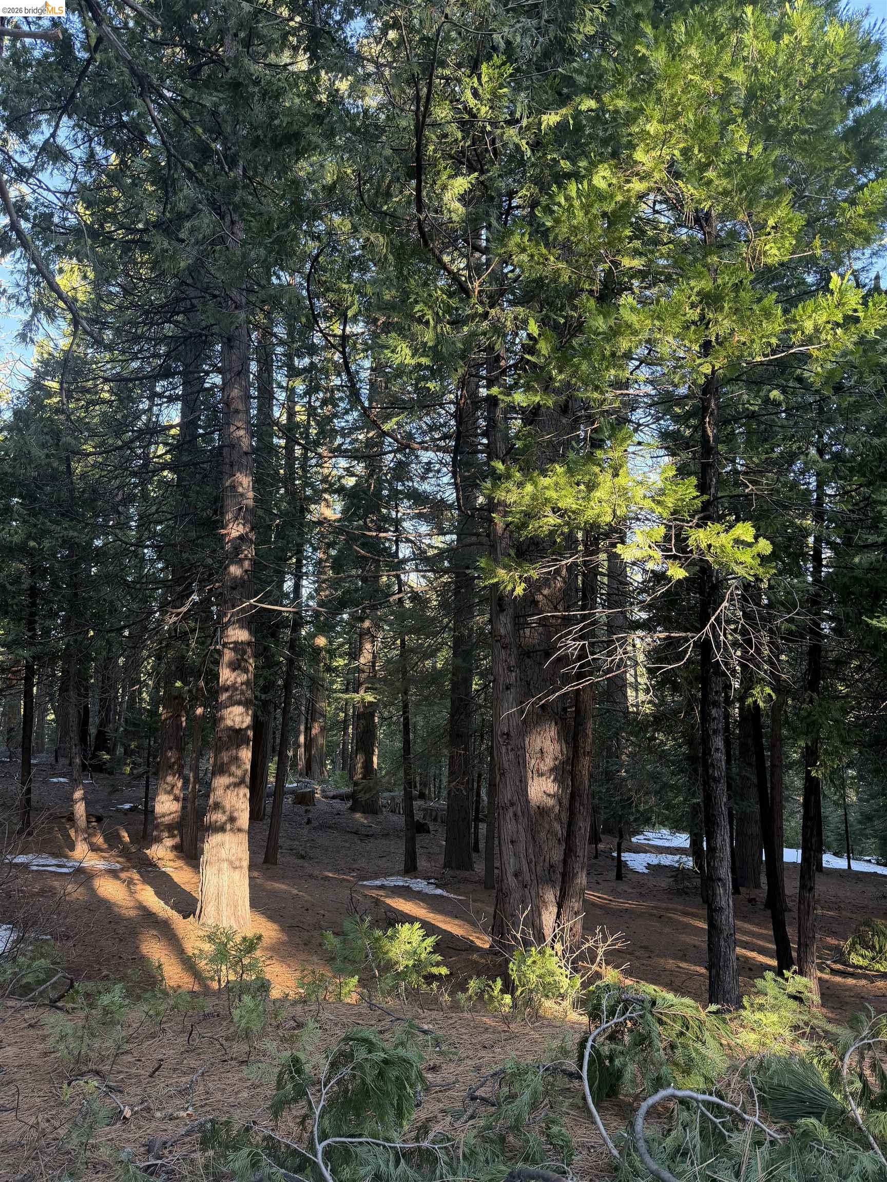 Detail Gallery Image 2 of 9 For Sandelwood, Murphys,  CA 95247 - – Beds | – Baths