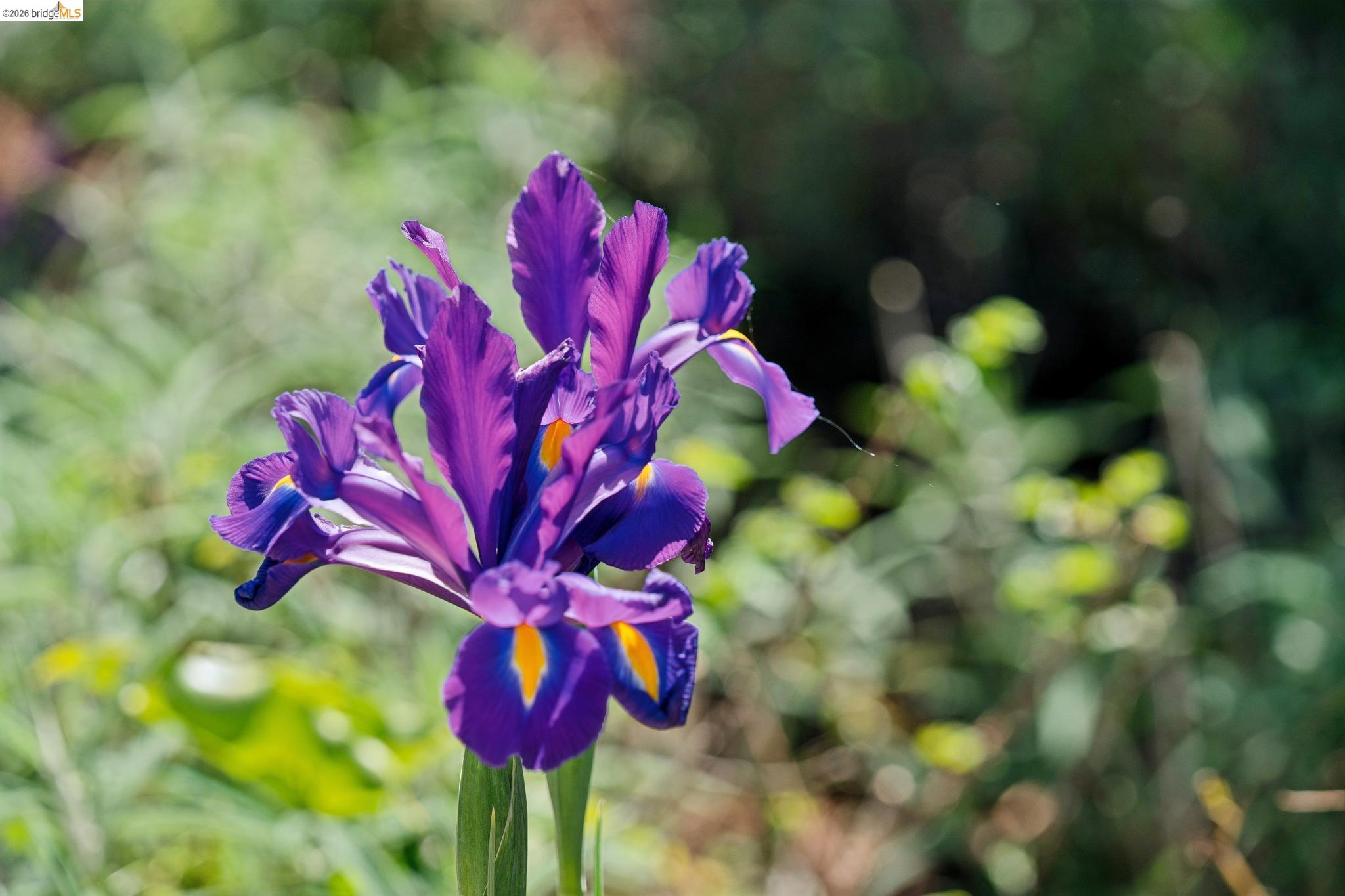 Photo #3: 41127612 Listing: Photo #3