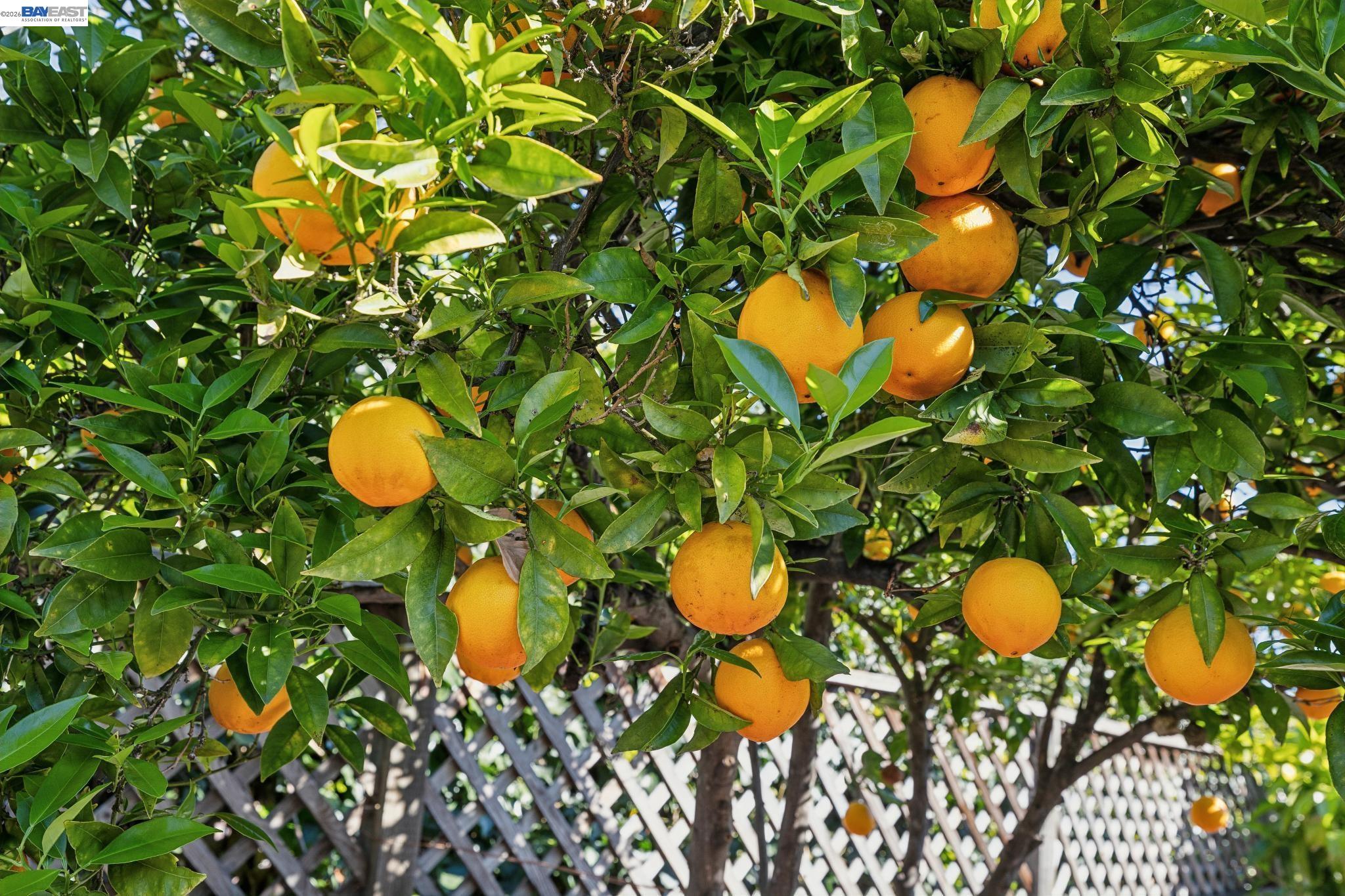 Detail Gallery Image 57 of 59 For 23719 Nevada Rd, Hayward,  CA 94541 - 3 Beds | 2 Baths