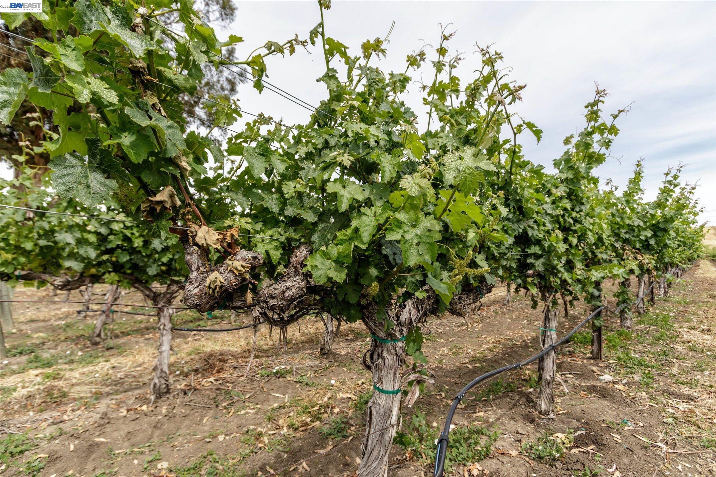 Detail Gallery Image 48 of 49 For 3001 Lusitana Dr, Livermore,  CA 94550 - 5 Beds | 4/1 Baths