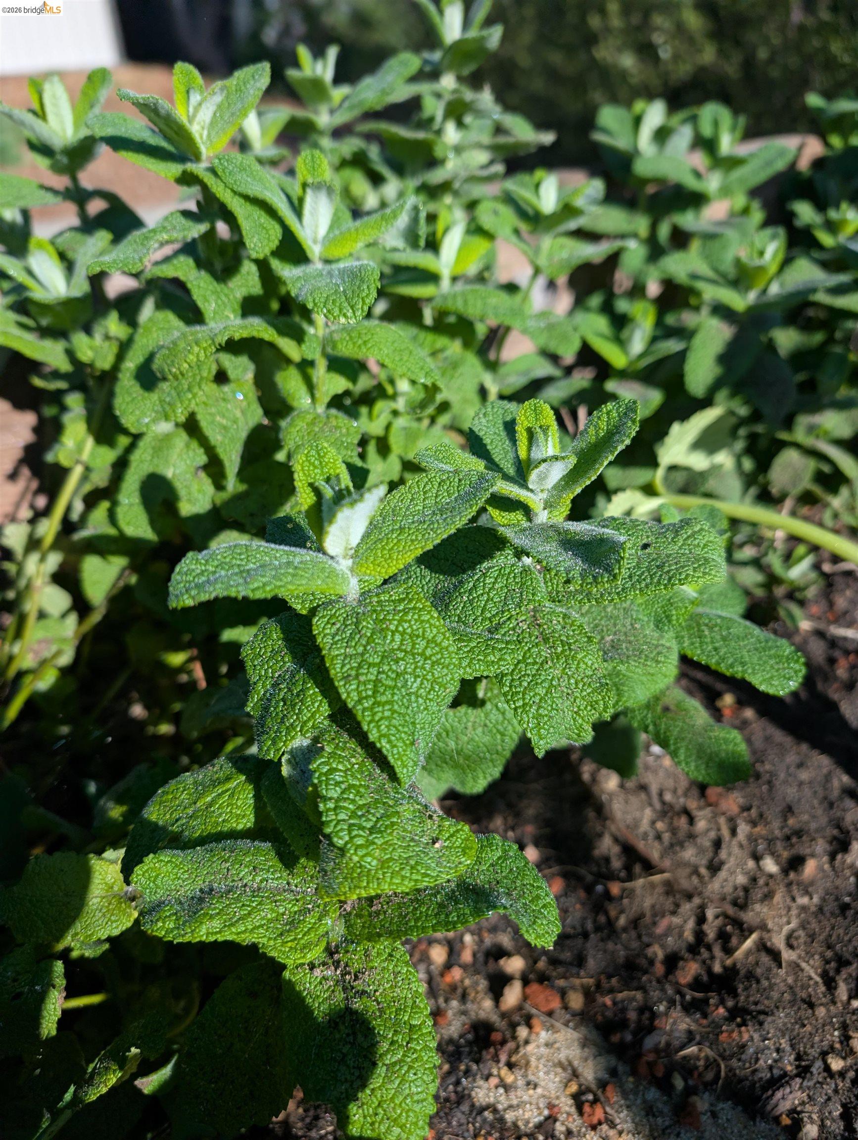 Detail Gallery Image 37 of 60 For 2161 48th Ave, Oakland,  CA 94601 - 2 Beds | 2/1 Baths