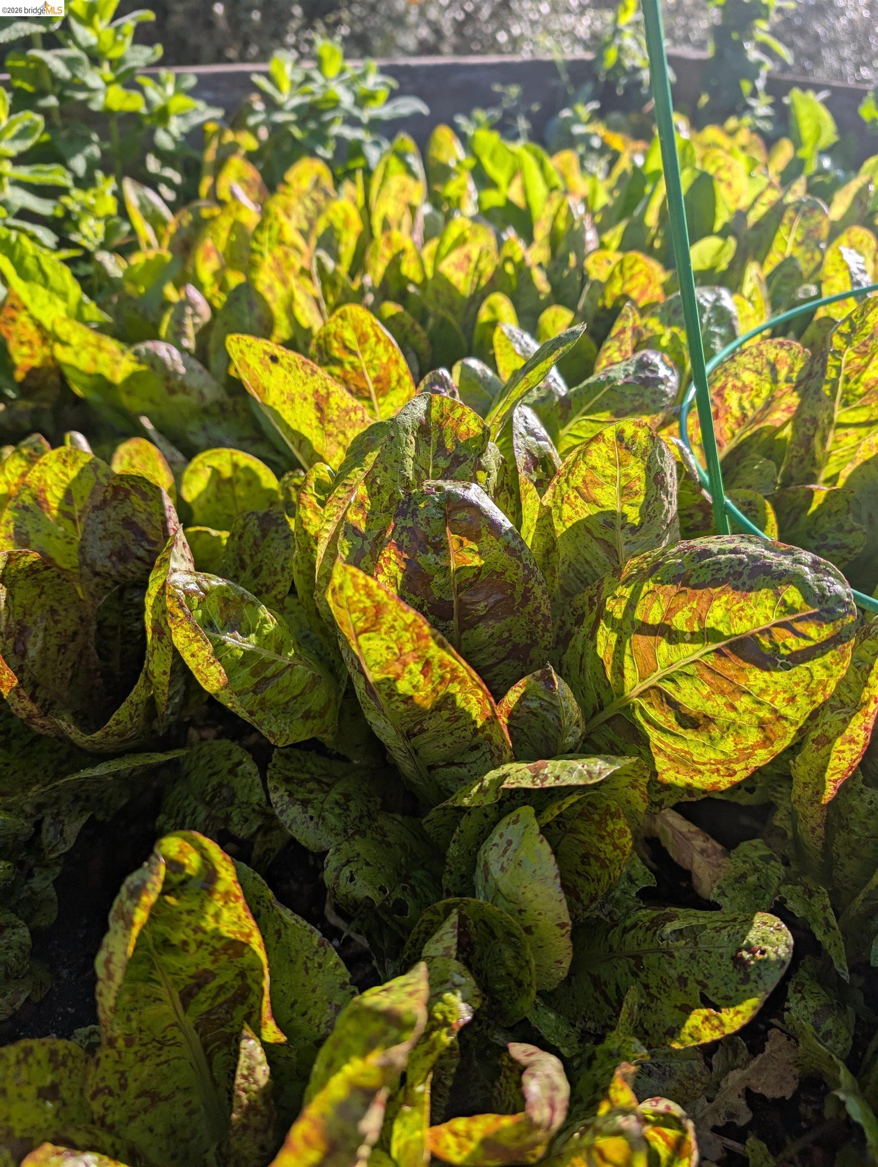 Detail Gallery Image 38 of 60 For 2161 48th Ave, Oakland,  CA 94601 - 2 Beds | 2/1 Baths