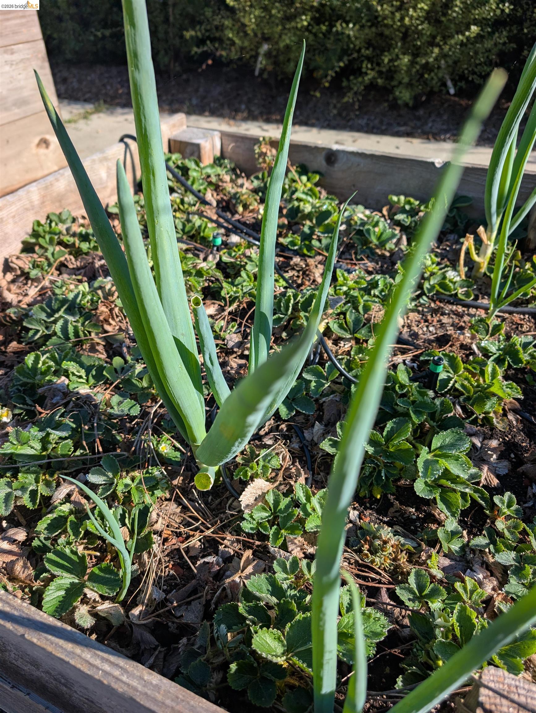 Detail Gallery Image 39 of 60 For 2161 48th Ave, Oakland,  CA 94601 - 2 Beds | 2/1 Baths