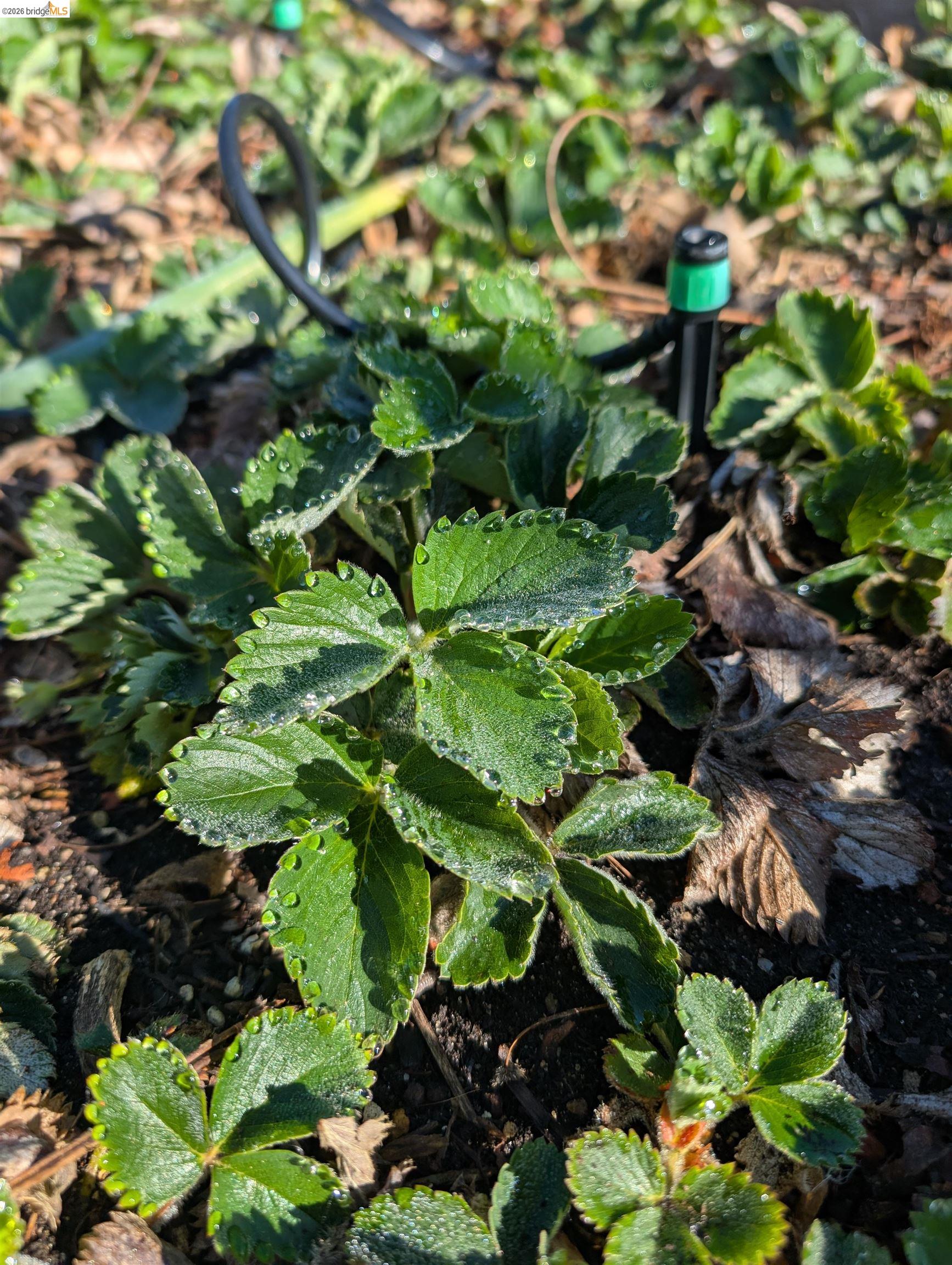 Detail Gallery Image 40 of 60 For 2161 48th Ave, Oakland,  CA 94601 - 2 Beds | 2/1 Baths