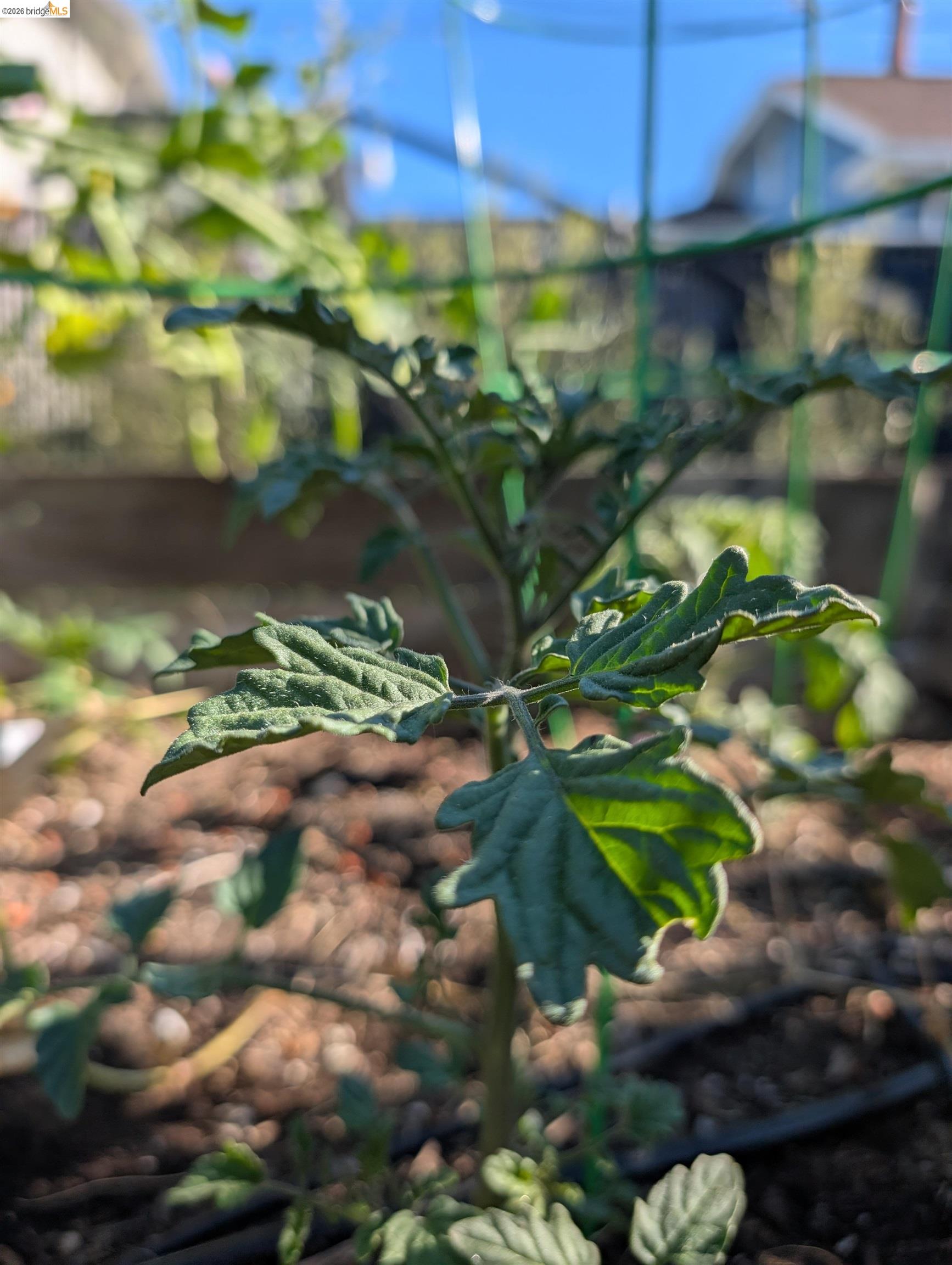 Detail Gallery Image 41 of 60 For 2161 48th Ave, Oakland,  CA 94601 - 2 Beds | 2/1 Baths