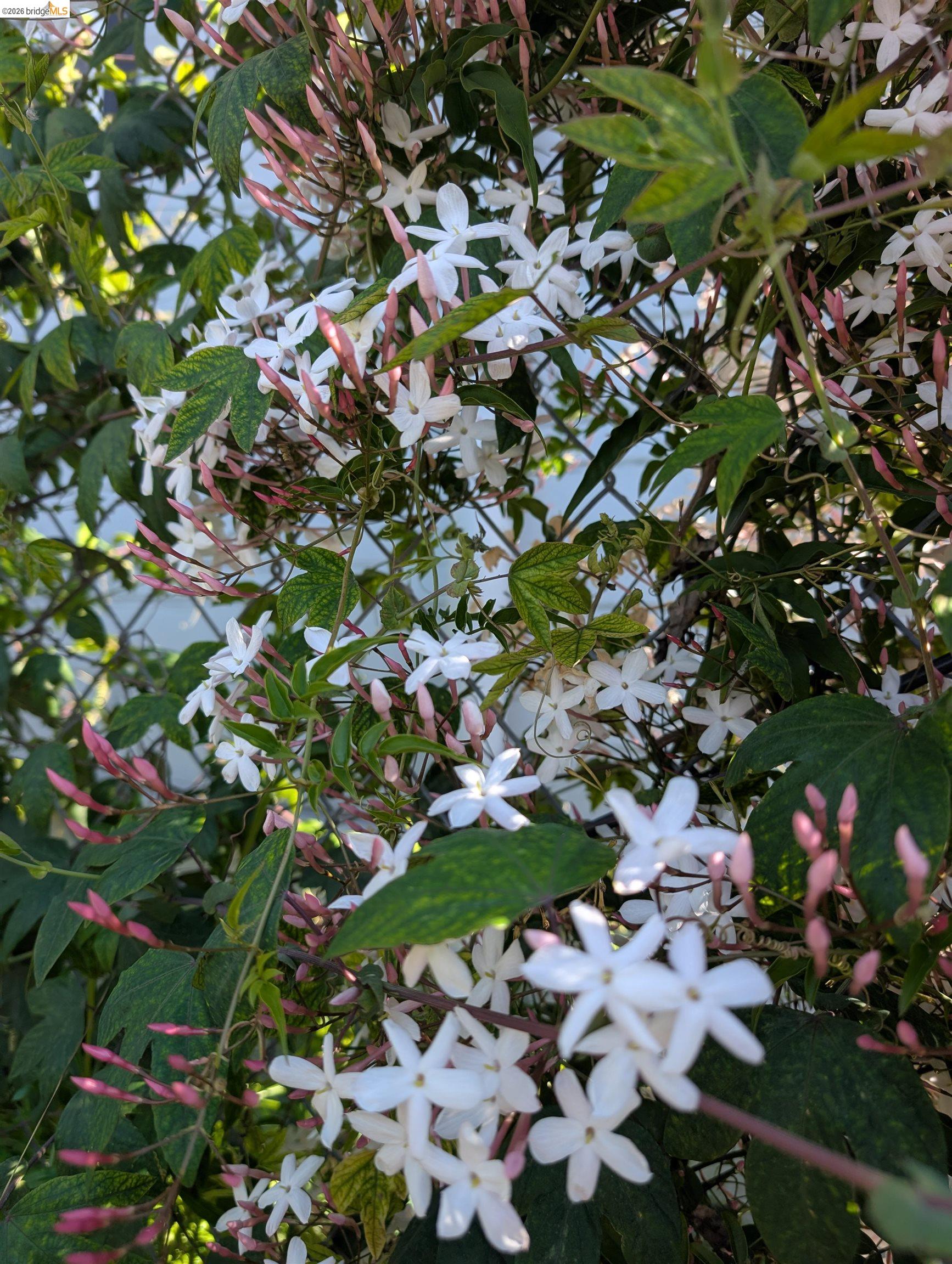 Detail Gallery Image 42 of 60 For 2161 48th Ave, Oakland,  CA 94601 - 2 Beds | 2/1 Baths