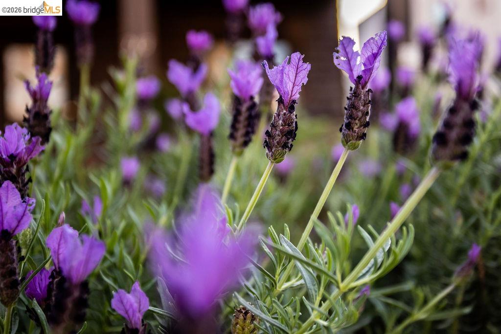 Detail Gallery Image 5 of 47 For 219 John St, Oakland,  CA 94611 - – Beds | – Baths