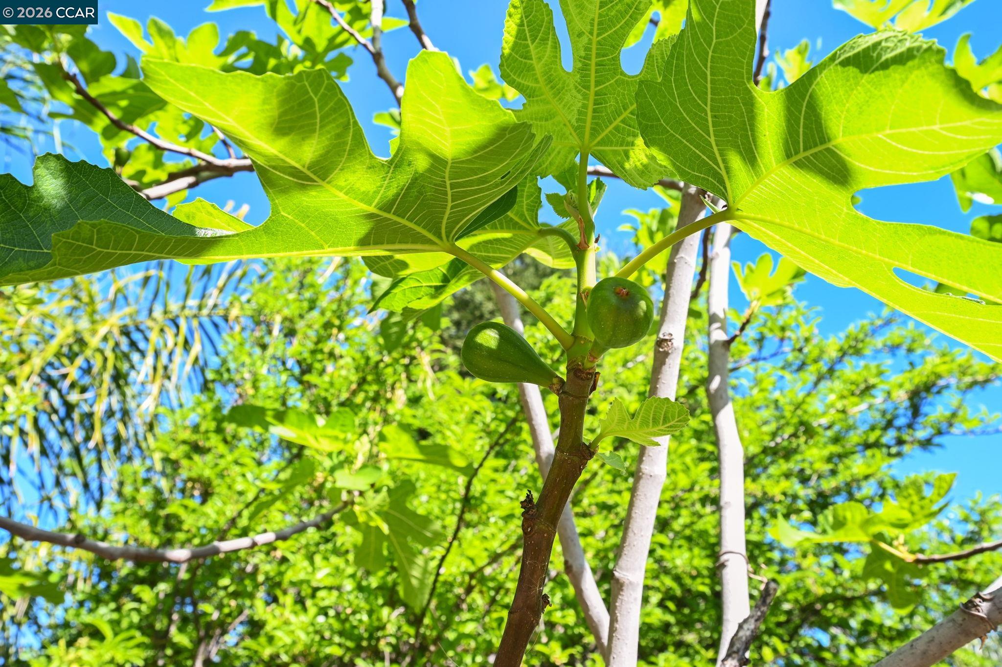 Detail Gallery Image 40 of 42 For 4151 Storey Lane, Concord,  CA 94518 - 4 Beds | 2/1 Baths