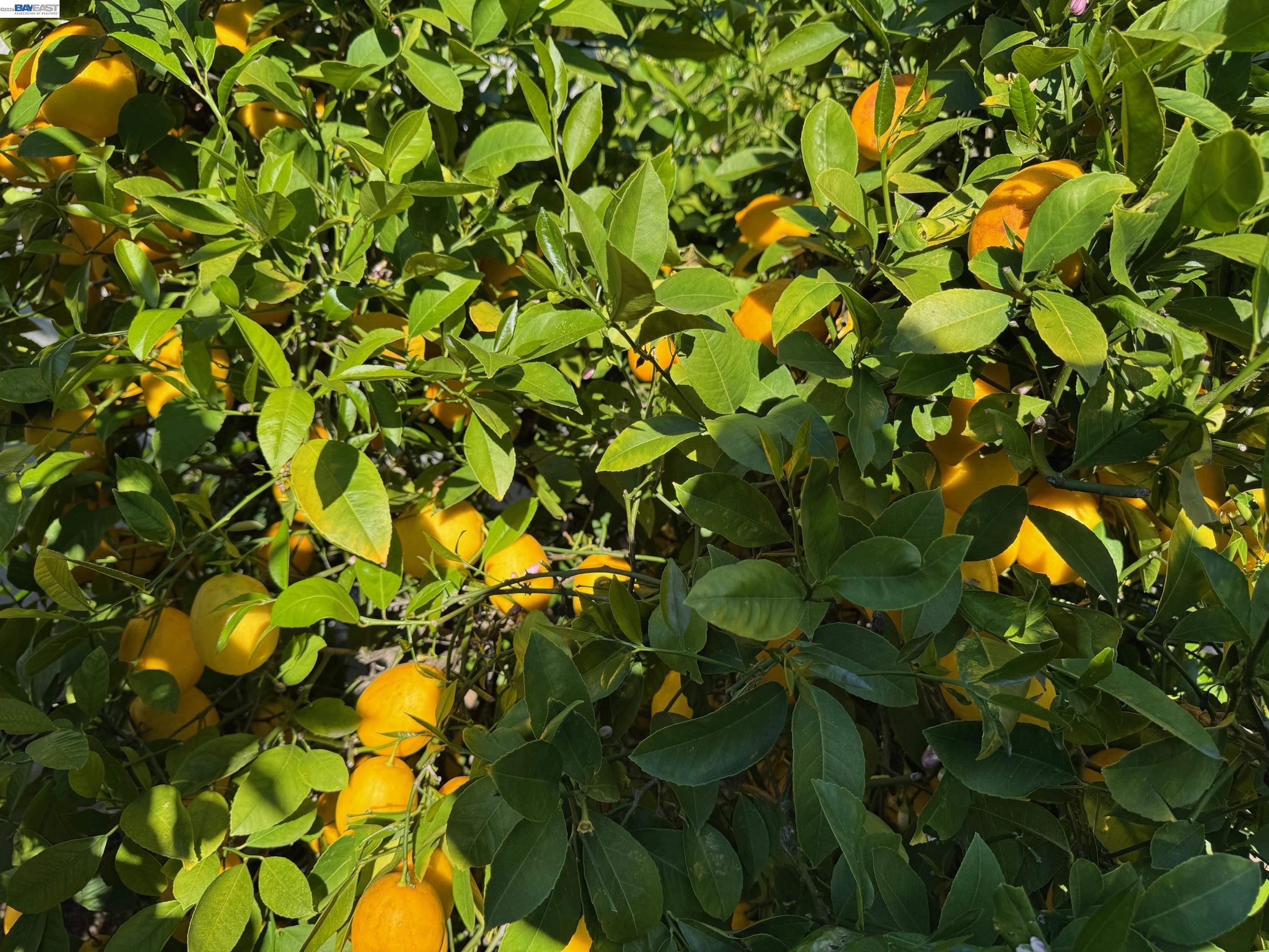 Detail Gallery Image 16 of 25 For 1233 Belknap Ct, Cupertino,  CA 95014 - 4 Beds | 2 Baths