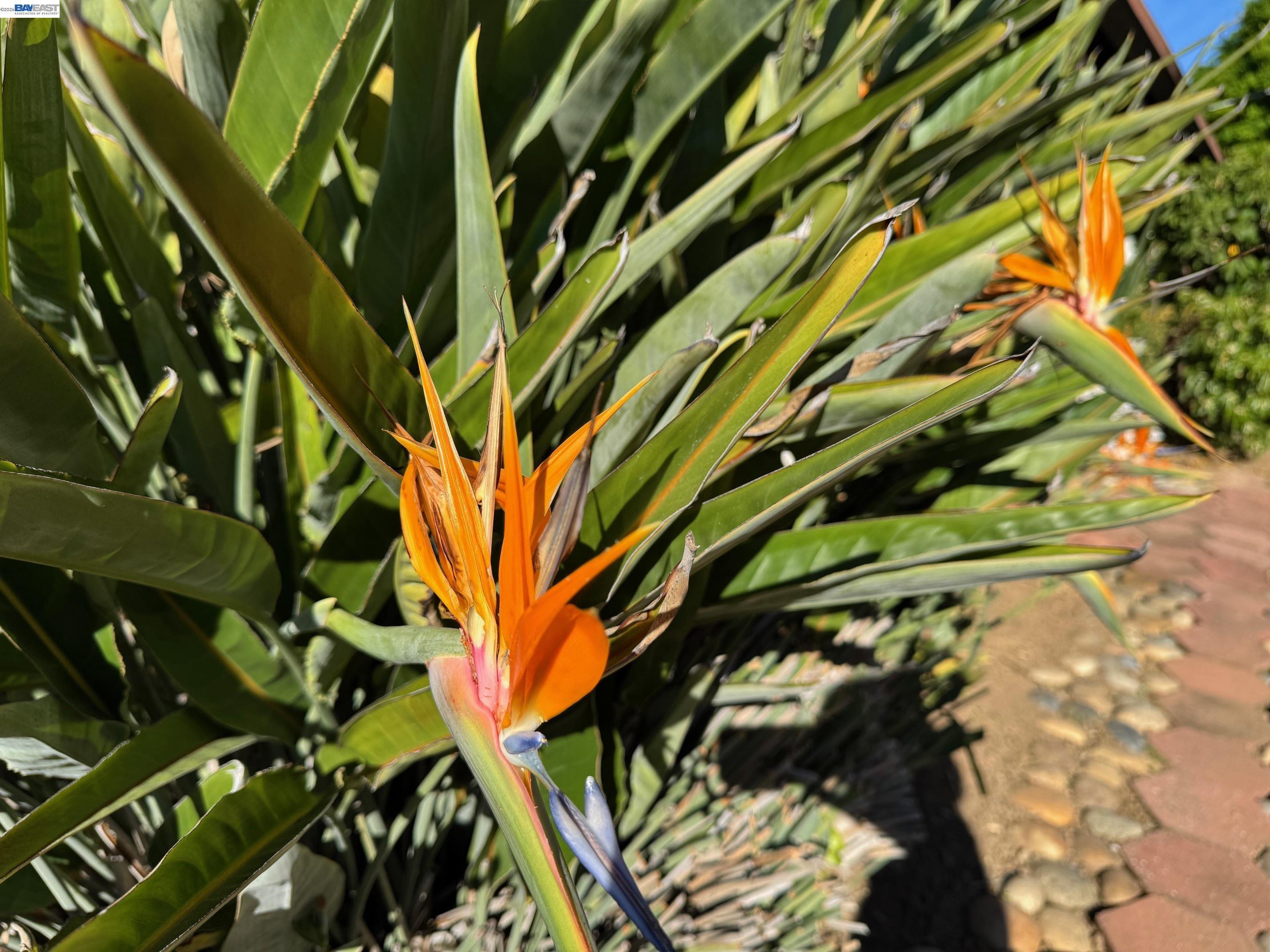 Detail Gallery Image 19 of 25 For 1233 Belknap Ct, Cupertino,  CA 95014 - 4 Beds | 2 Baths