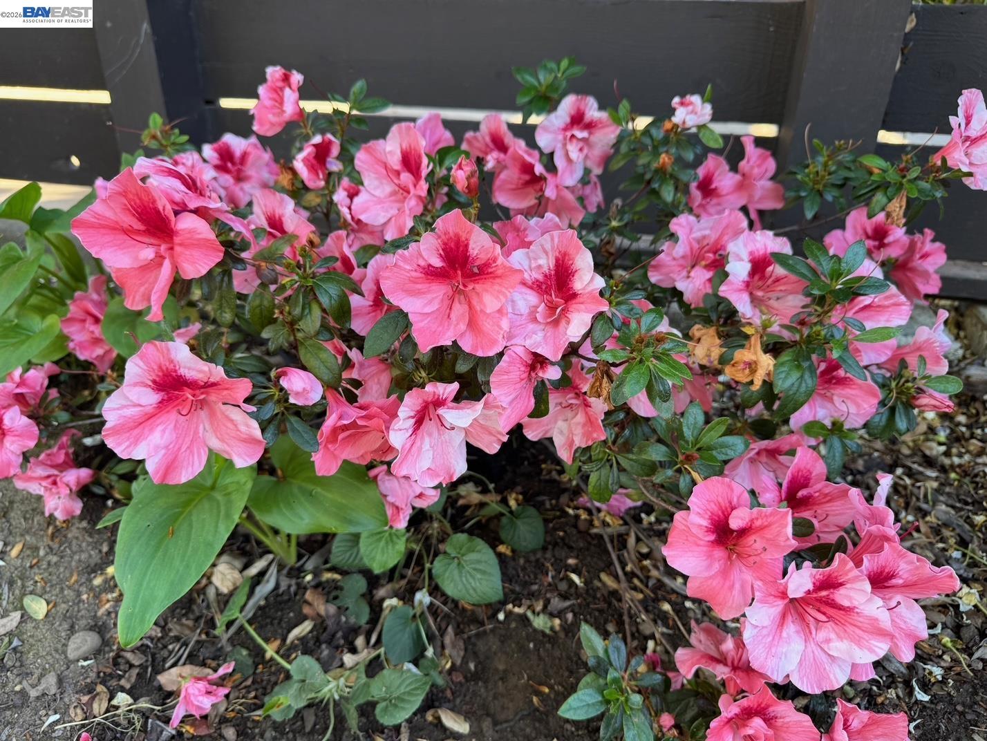 Detail Gallery Image 21 of 25 For 1233 Belknap Ct, Cupertino,  CA 95014 - 4 Beds | 2 Baths