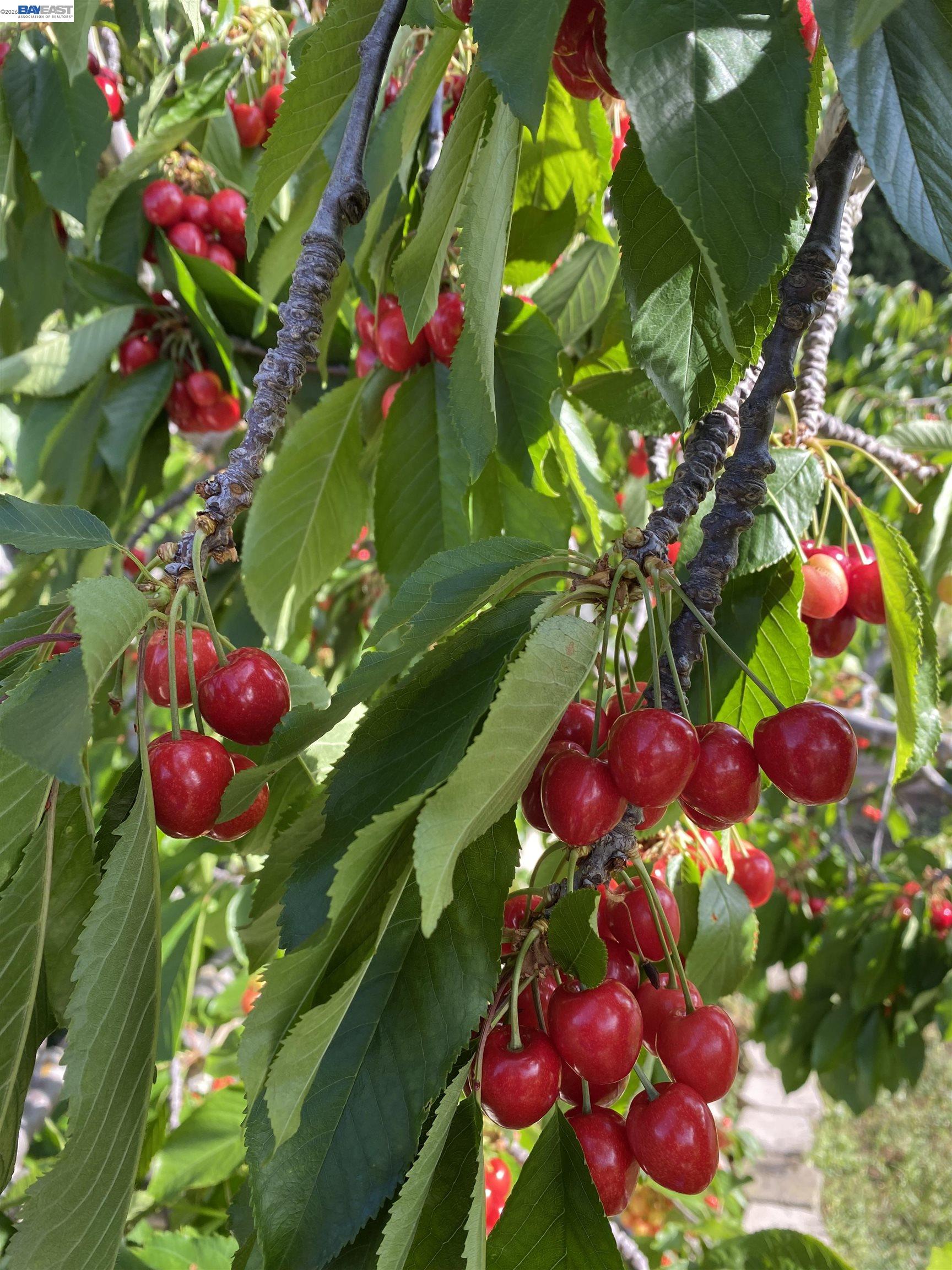 Detail Gallery Image 24 of 50 For 2446 Bing Pl, Union City,  CA 94587 - 3 Beds | 2 Baths