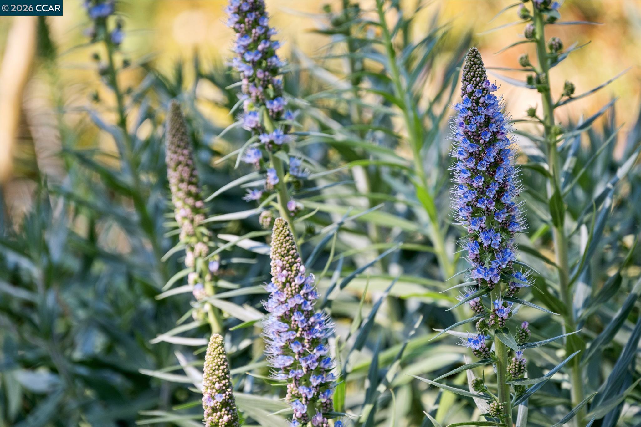 Detail Gallery Image 57 of 60 For 11 Bradley Ave, Walnut Creek,  CA 94596 - 3 Beds | 2/1 Baths