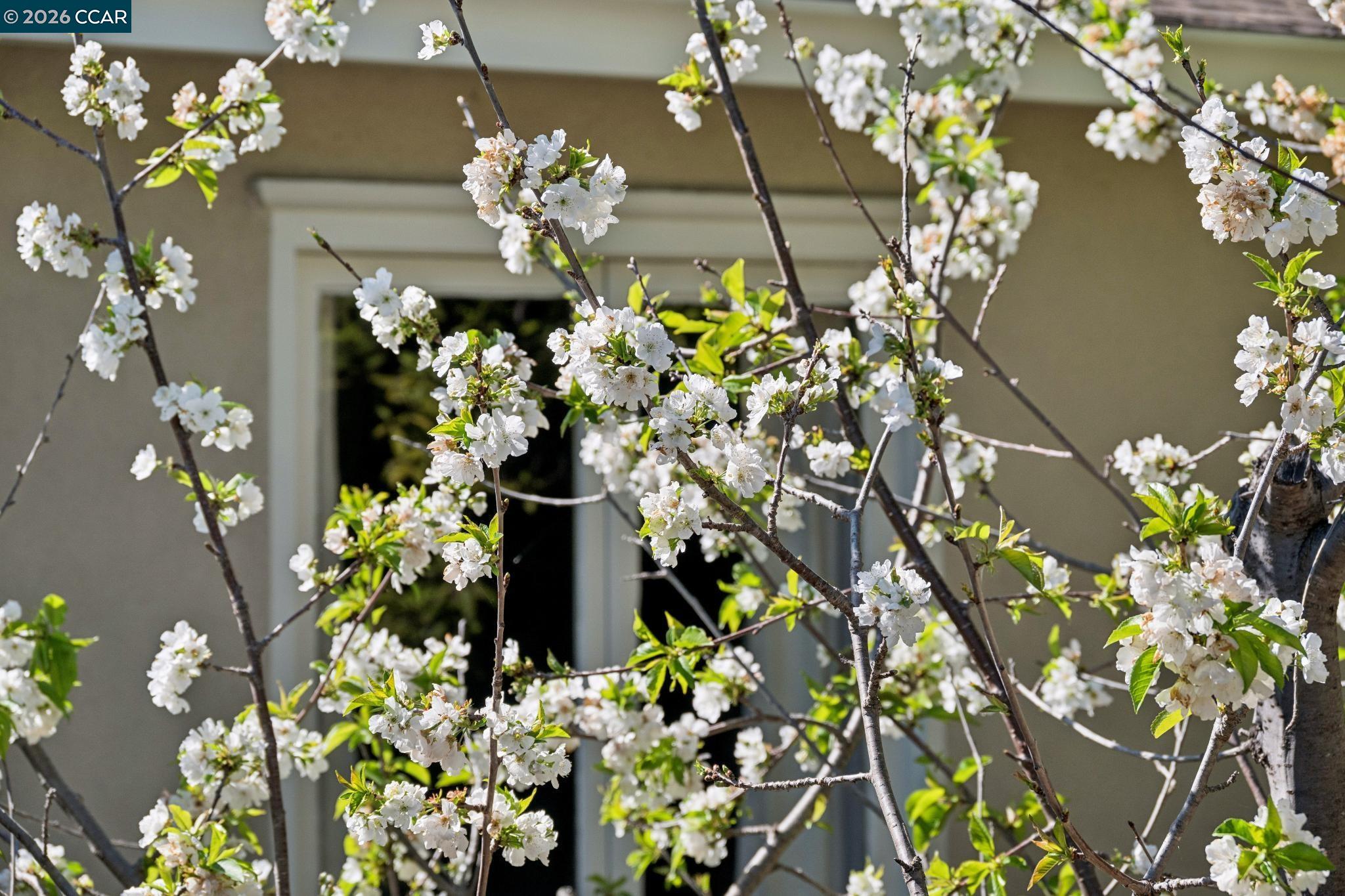 Detail Gallery Image 58 of 60 For 11 Bradley Ave, Walnut Creek,  CA 94596 - 3 Beds | 2/1 Baths