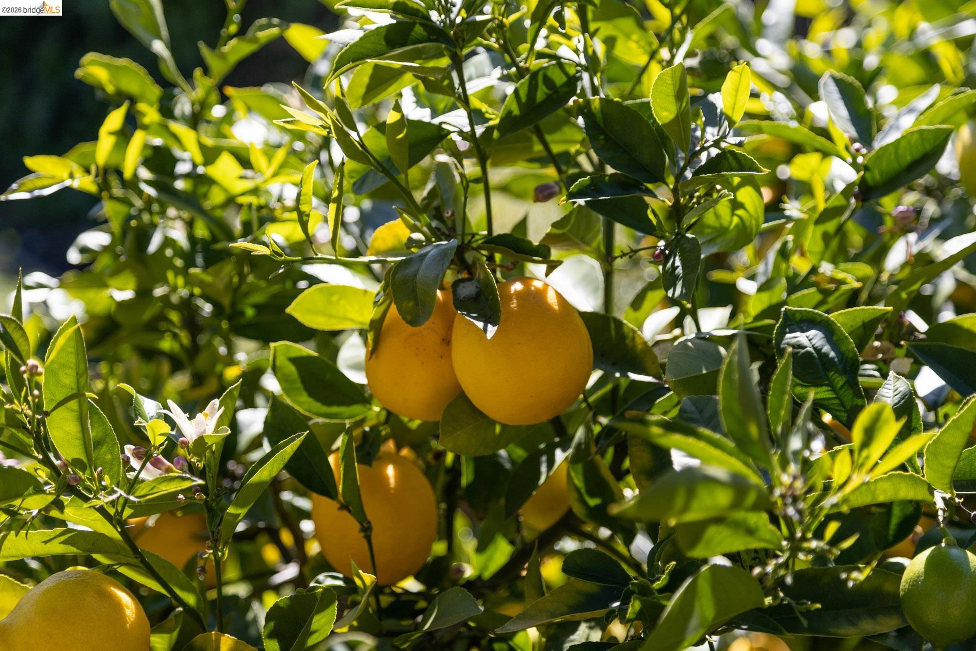 Photo #31: 41127905 Listing: Photo #31