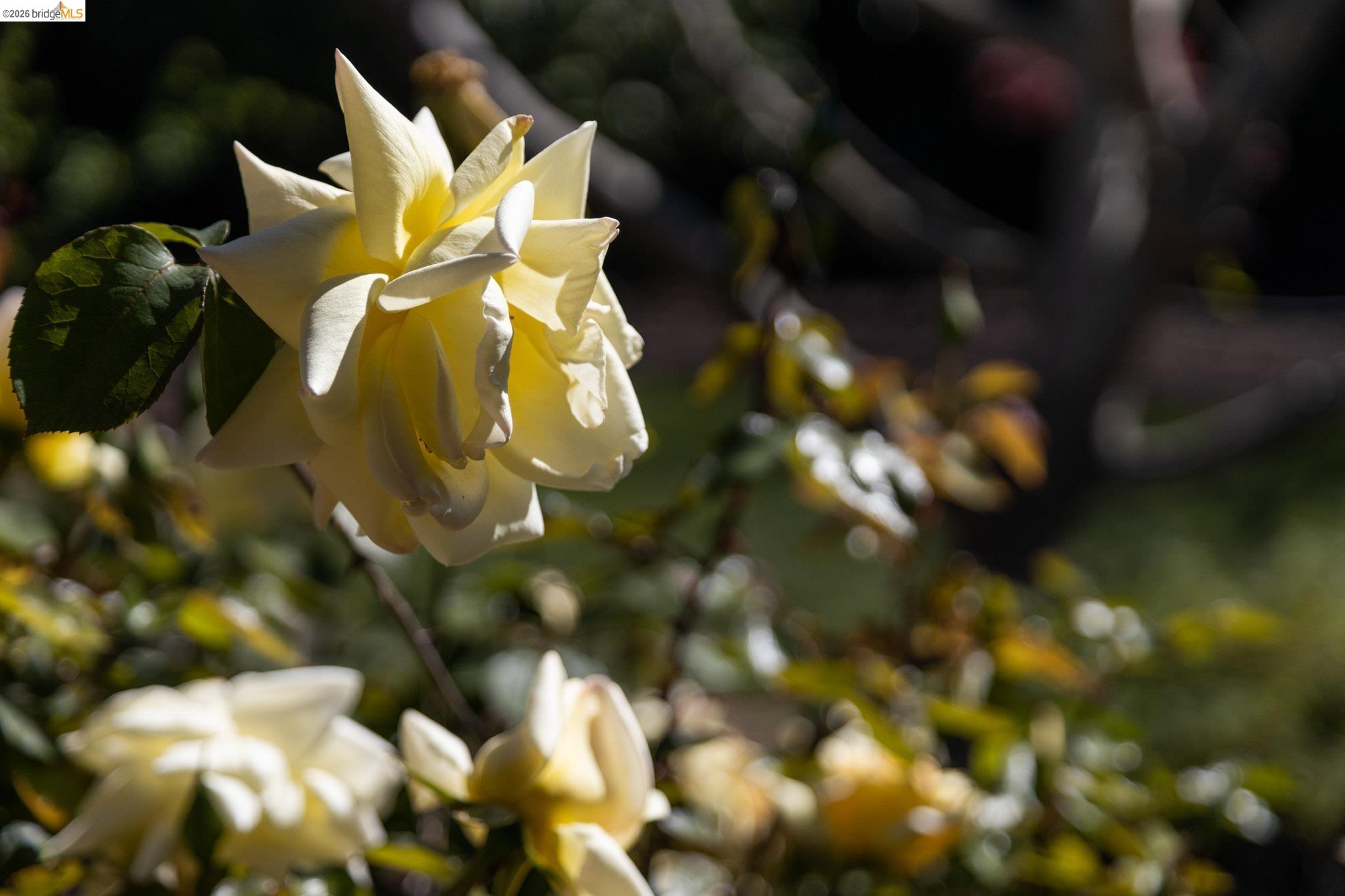 Photo #33: 41127905 Listing: Photo #33