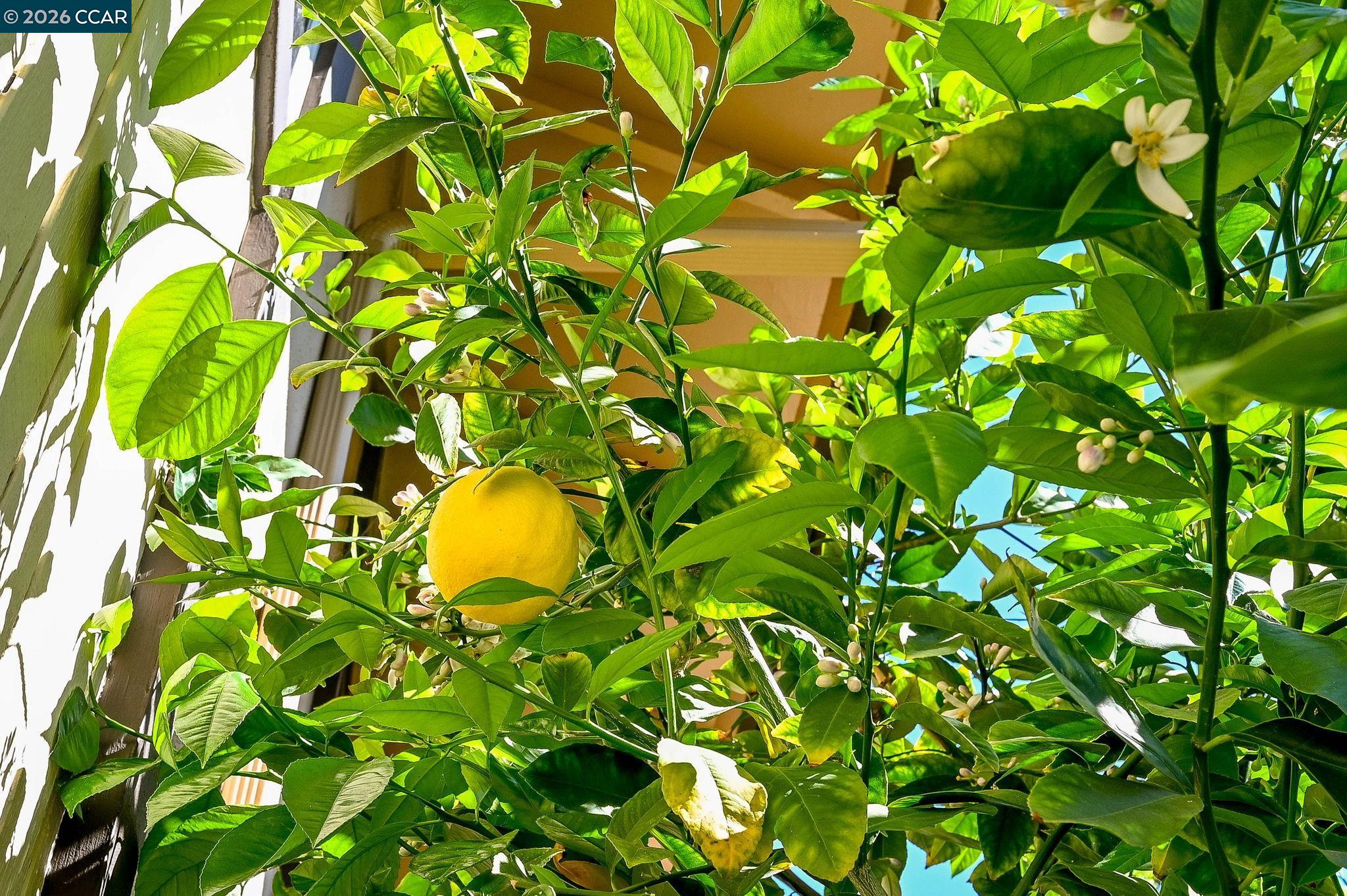 Photo #25: 41127915 Listing: Photo #25