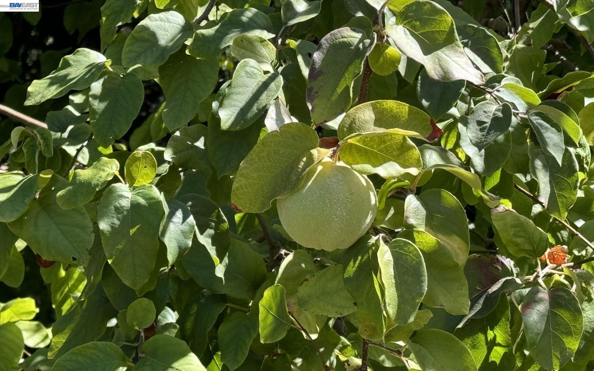Detail Gallery Image 37 of 38 For 783 Solana Dr, Lafayette,  CA 94549 - 4 Beds | 4/1 Baths