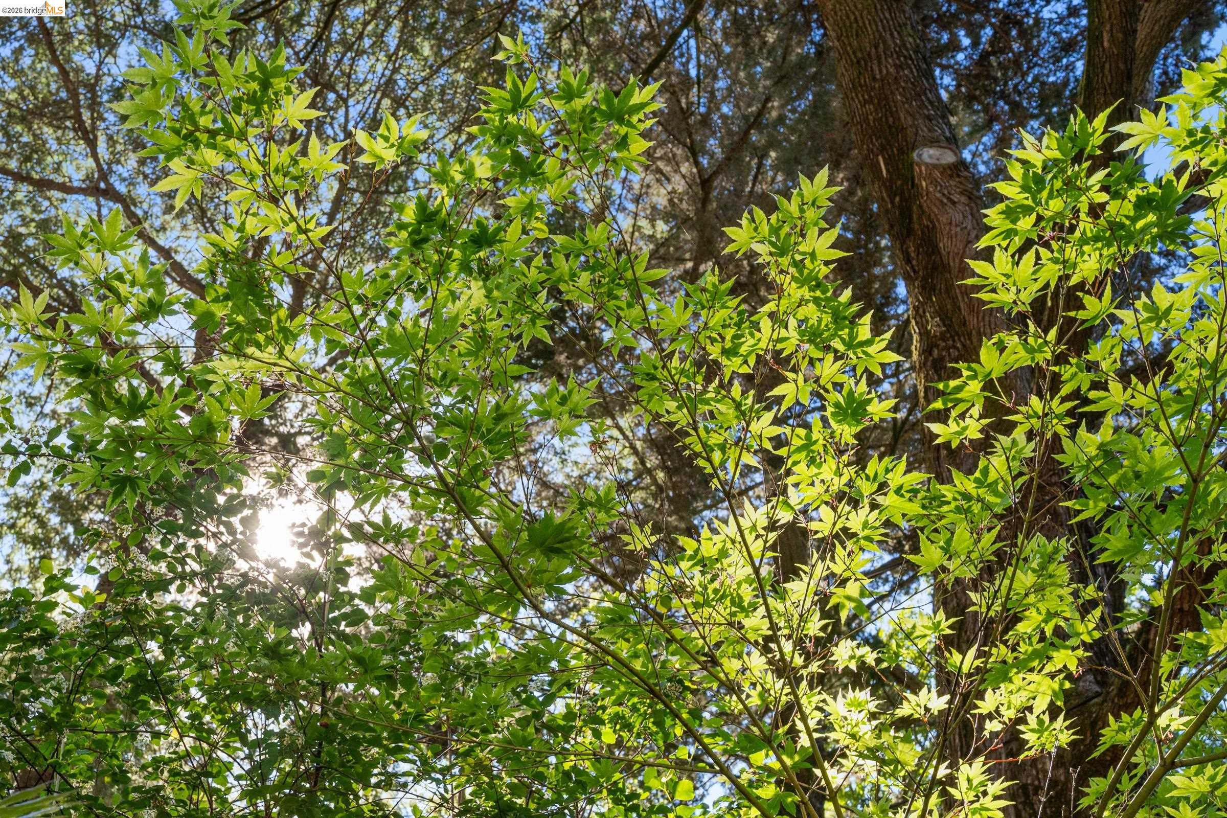 Detail Gallery Image 56 of 58 For 6600 Heather Ridge Way, Oakland,  CA 94611 - 3 Beds | 3 Baths