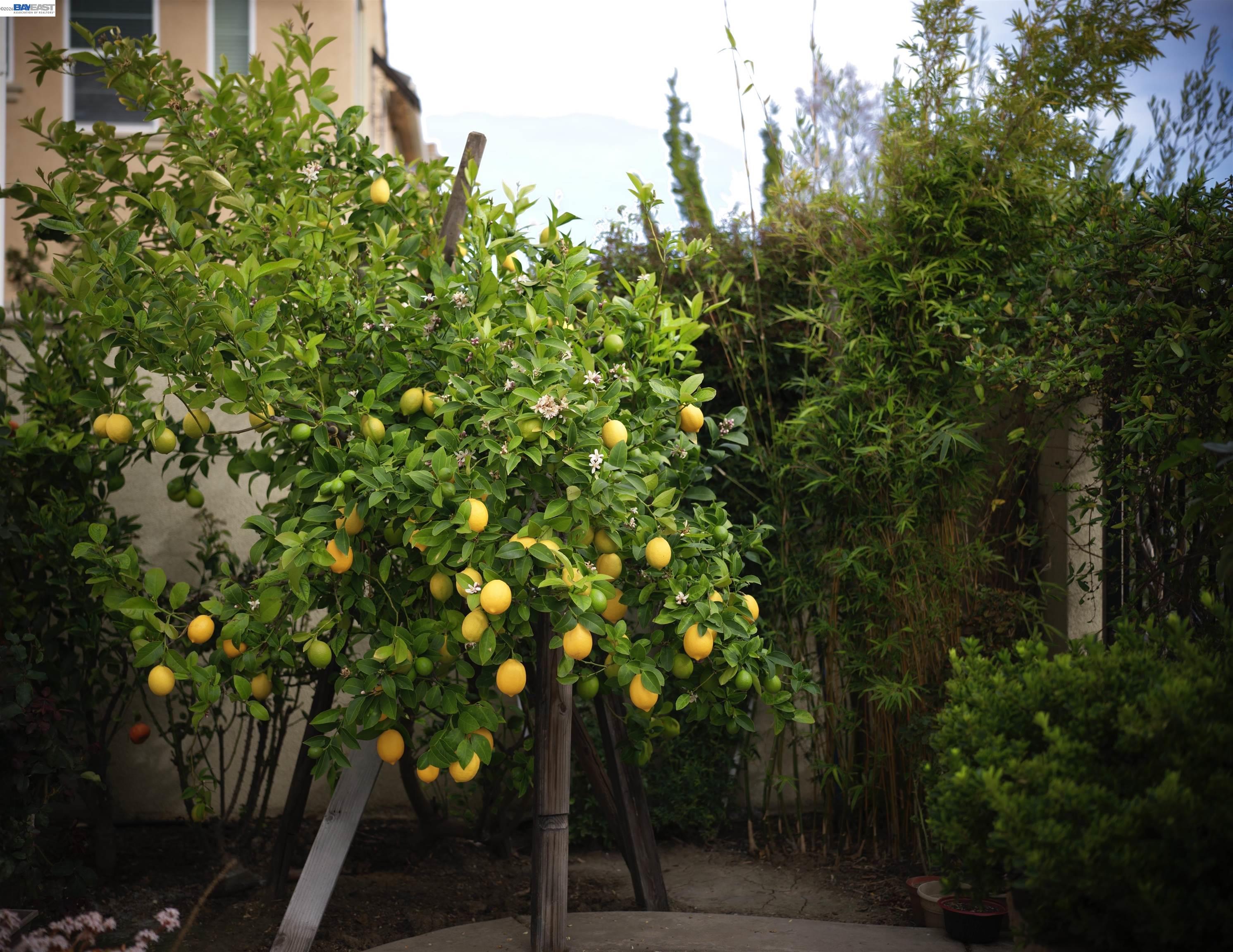 Detail Gallery Image 44 of 44 For 3398 Araldi Ln, Dublin,  CA 94568 - 3 Beds | 3/1 Baths