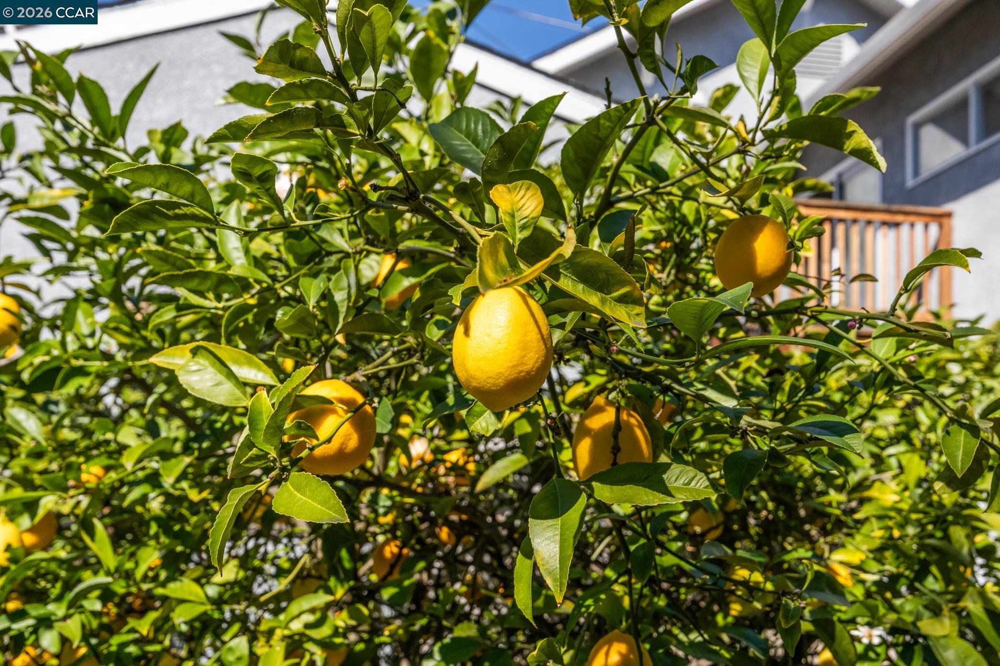 Detail Gallery Image 47 of 47 For 5910 Chabot Rd, Oakland,  CA 94618 - – Beds | – Baths