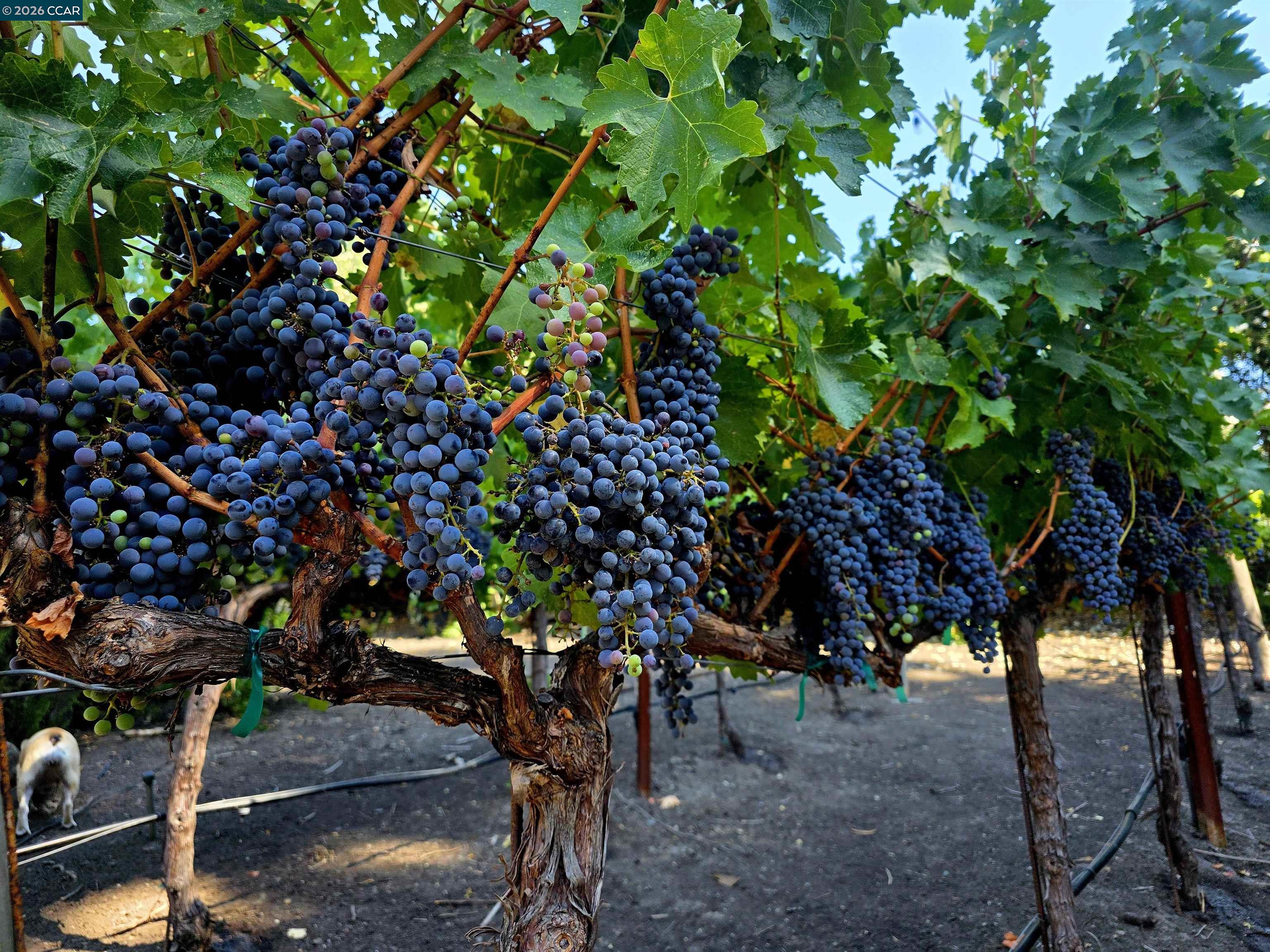 Detail Gallery Image 43 of 44 For 10 Elizabeth Ln, Danville,  CA 94526 - 4 Beds | 3/1 Baths