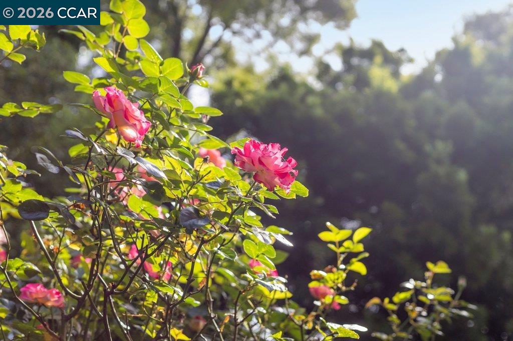 Detail Gallery Image 37 of 48 For 121 Bradford St, San Francisco,  CA 94110 - 3 Beds | 2 Baths