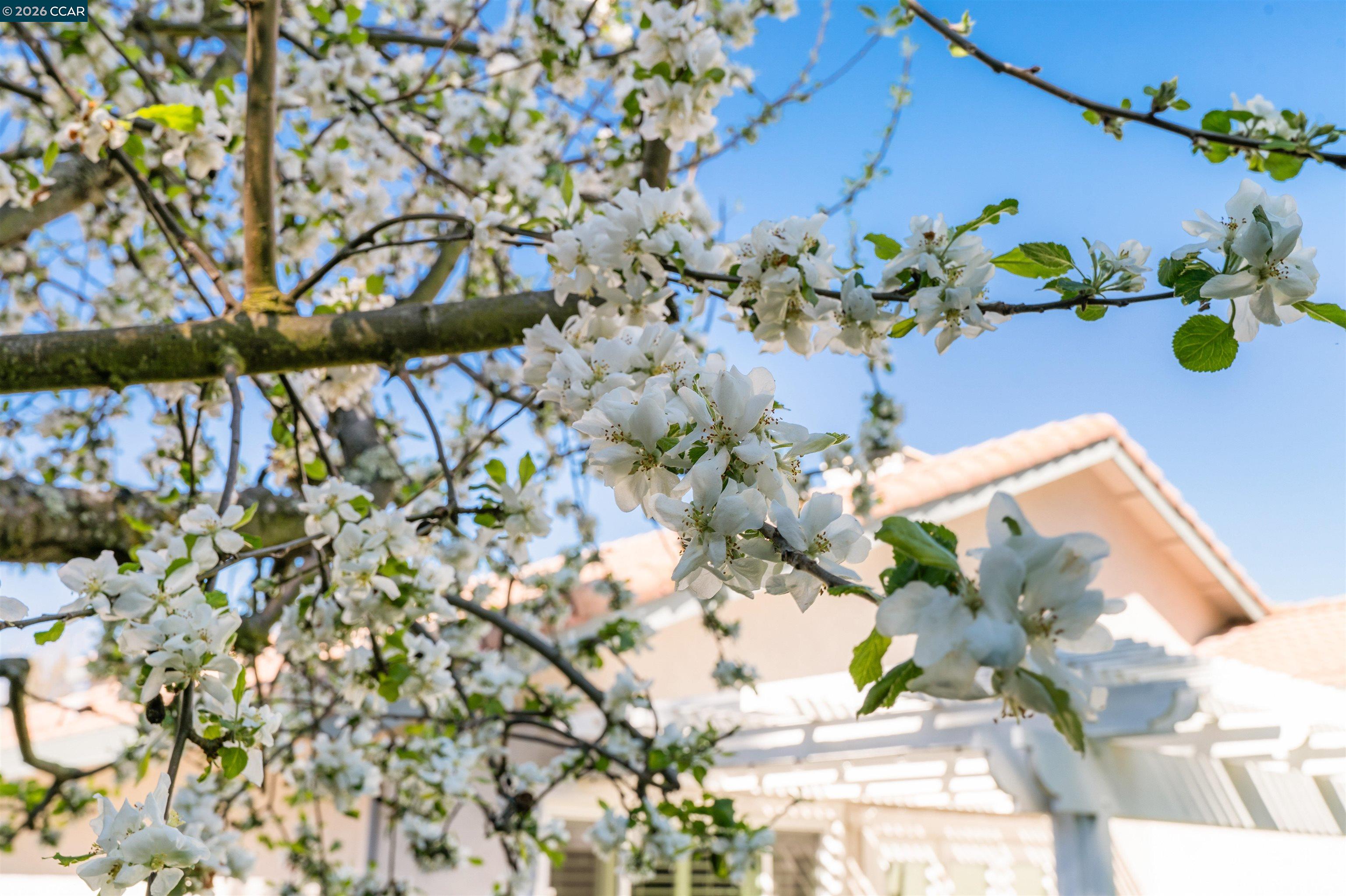 Detail Gallery Image 15 of 57 For 313 Deepcreek Ct, Danville,  CA 94506 - 4 Beds | 2 Baths