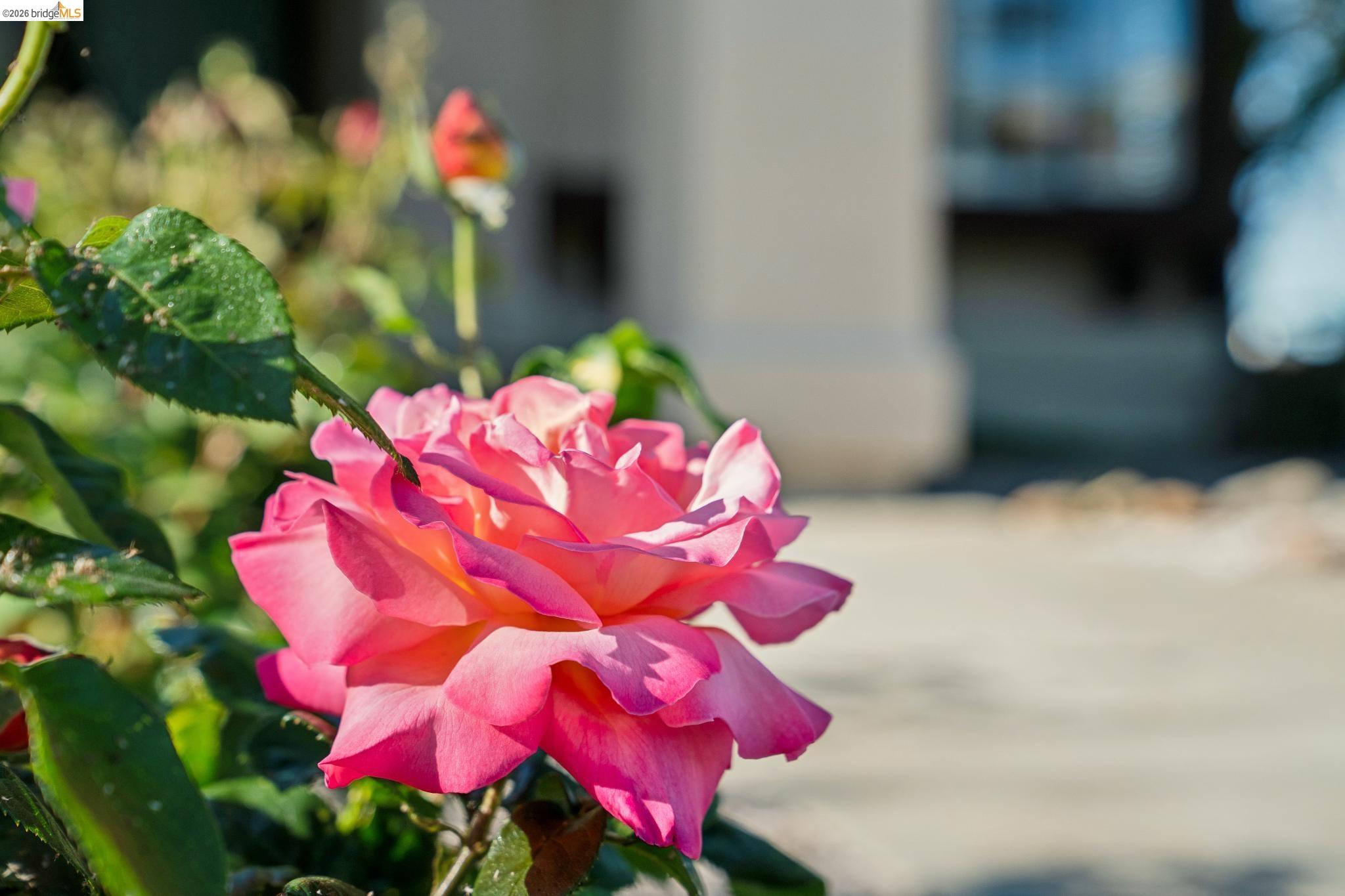 Detail Gallery Image 3 of 51 For 211 Meadowlark Way, Hercules,  CA 94547 - 3 Beds | 2 Baths