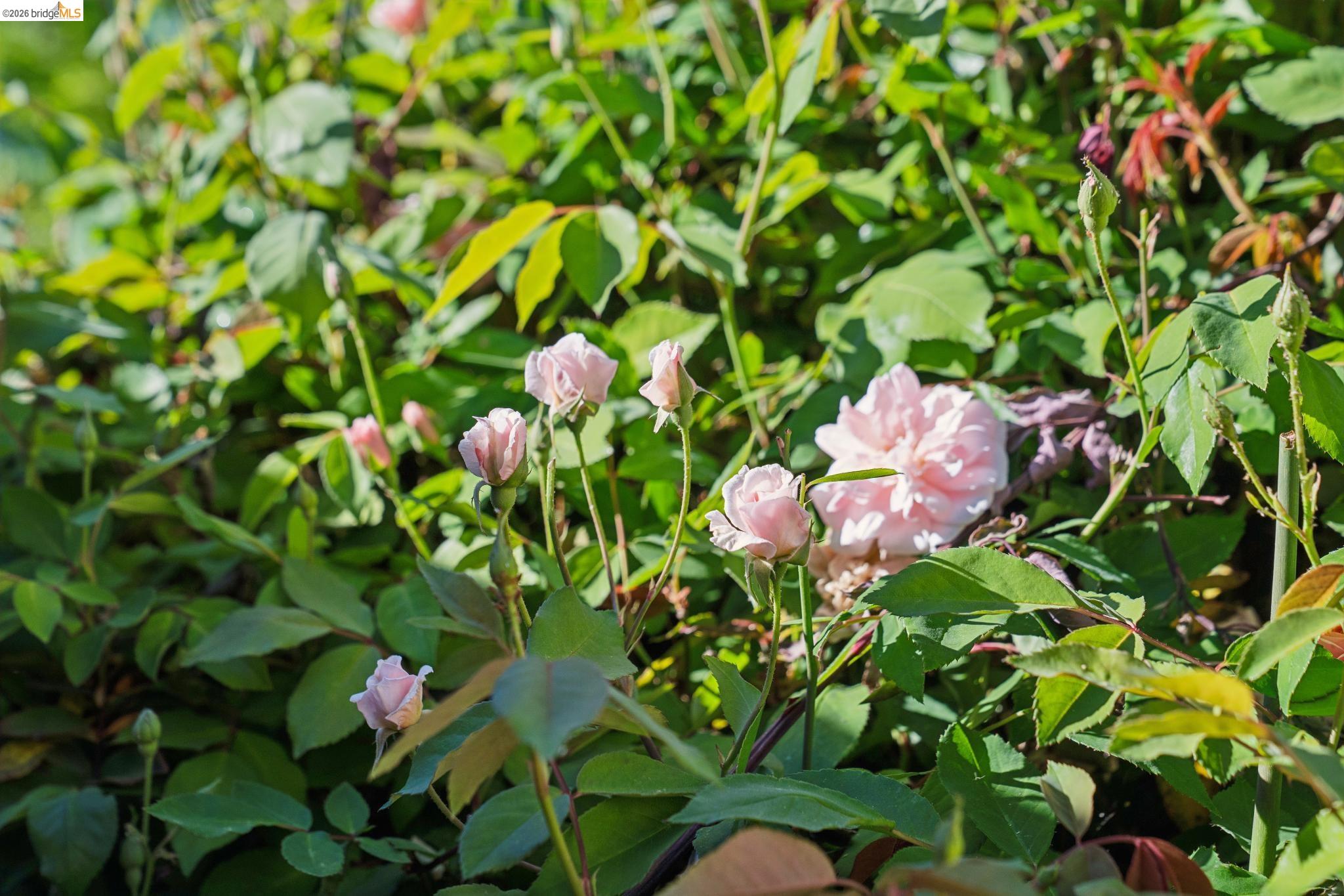 Detail Gallery Image 51 of 51 For 211 Meadowlark Way, Hercules,  CA 94547 - 3 Beds | 2 Baths