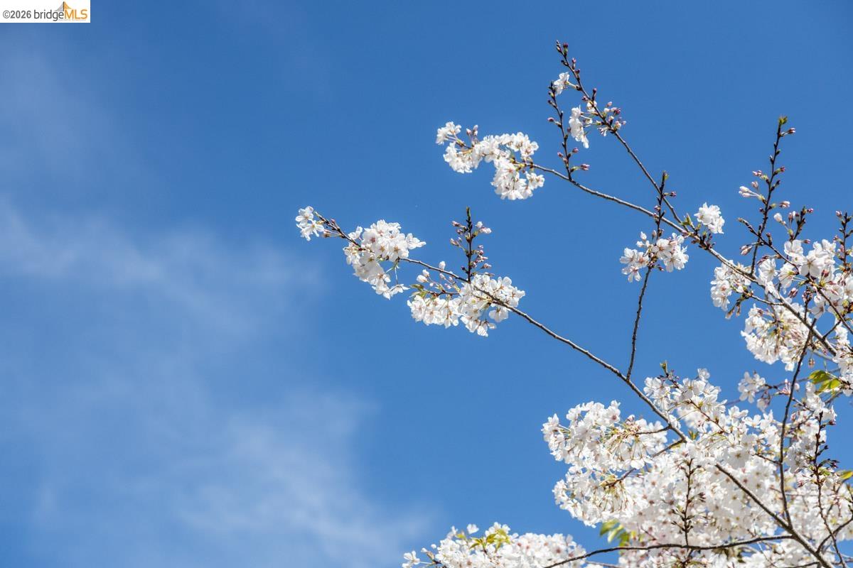 Detail Gallery Image 51 of 60 For 71 Norwood Ave, Kensington,  CA 94707 - 2 Beds | 1/1 Baths