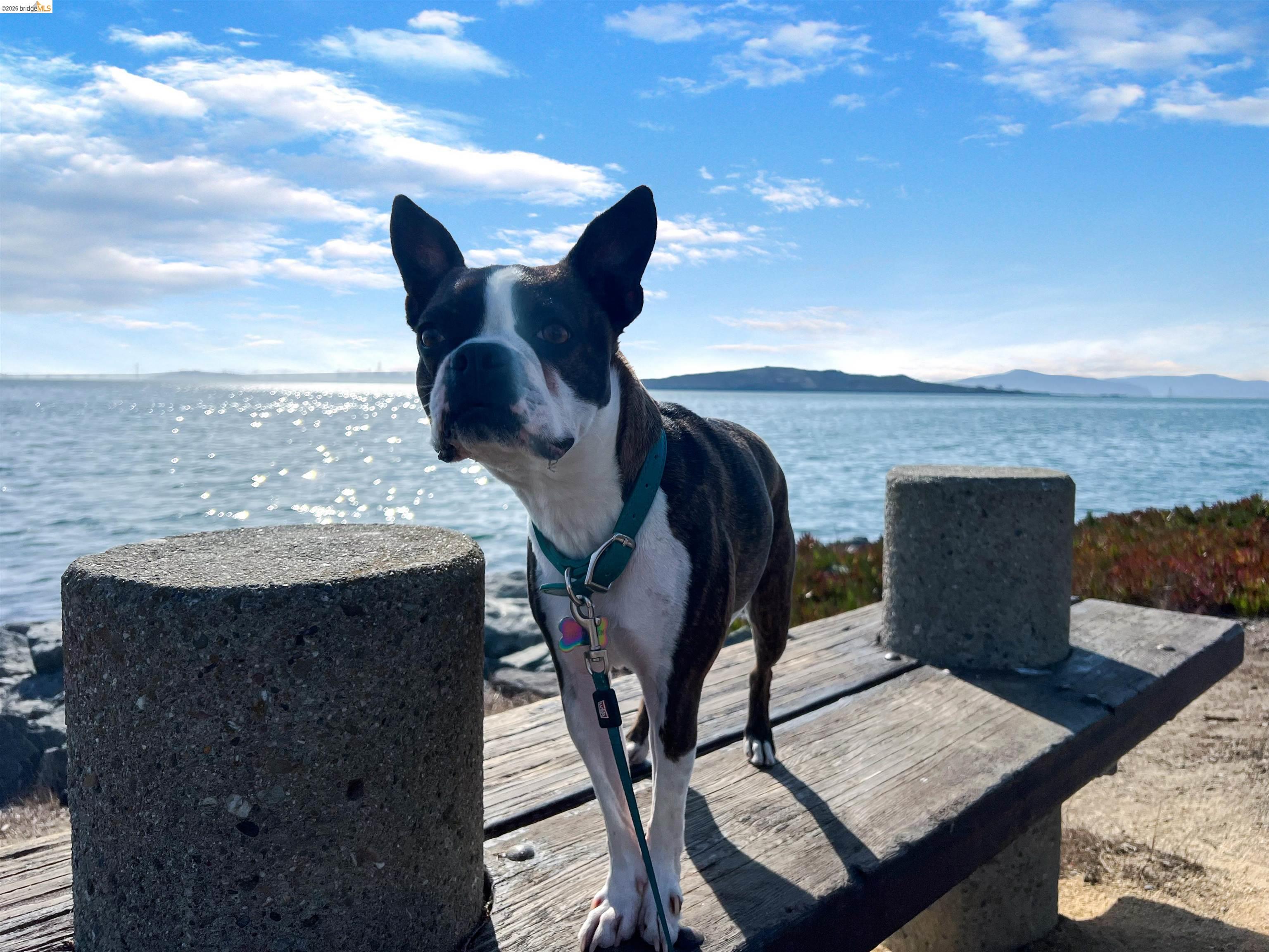 Photo #55: 41128496 Listing: Photo #55