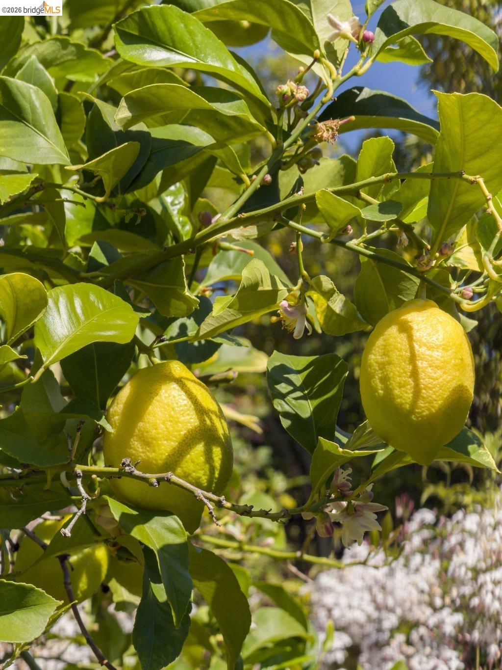 Detail Gallery Image 43 of 60 For 737 Dartshire Way, Sunnyvale,  CA 94087 - 3 Beds | 2 Baths