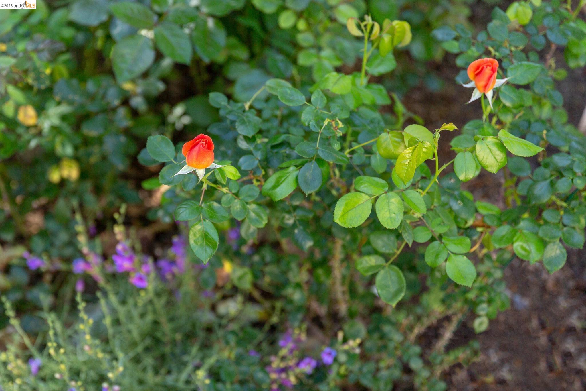 Detail Gallery Image 54 of 60 For 4451 Saint Andrews Rd, Oakland,  CA 94605 - 5 Beds | 3 Baths