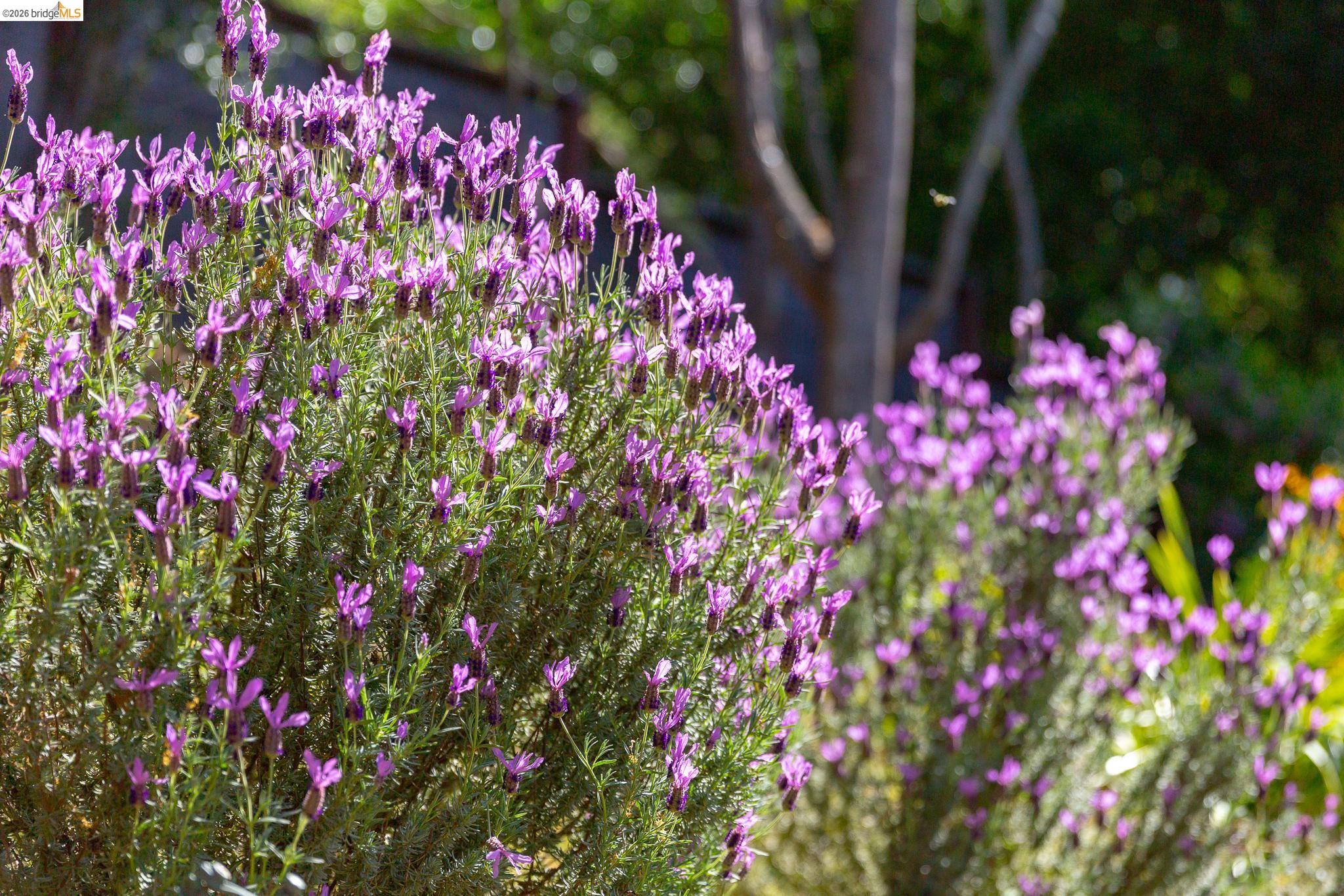 Detail Gallery Image 58 of 60 For 4451 Saint Andrews Rd, Oakland,  CA 94605 - 5 Beds | 3 Baths