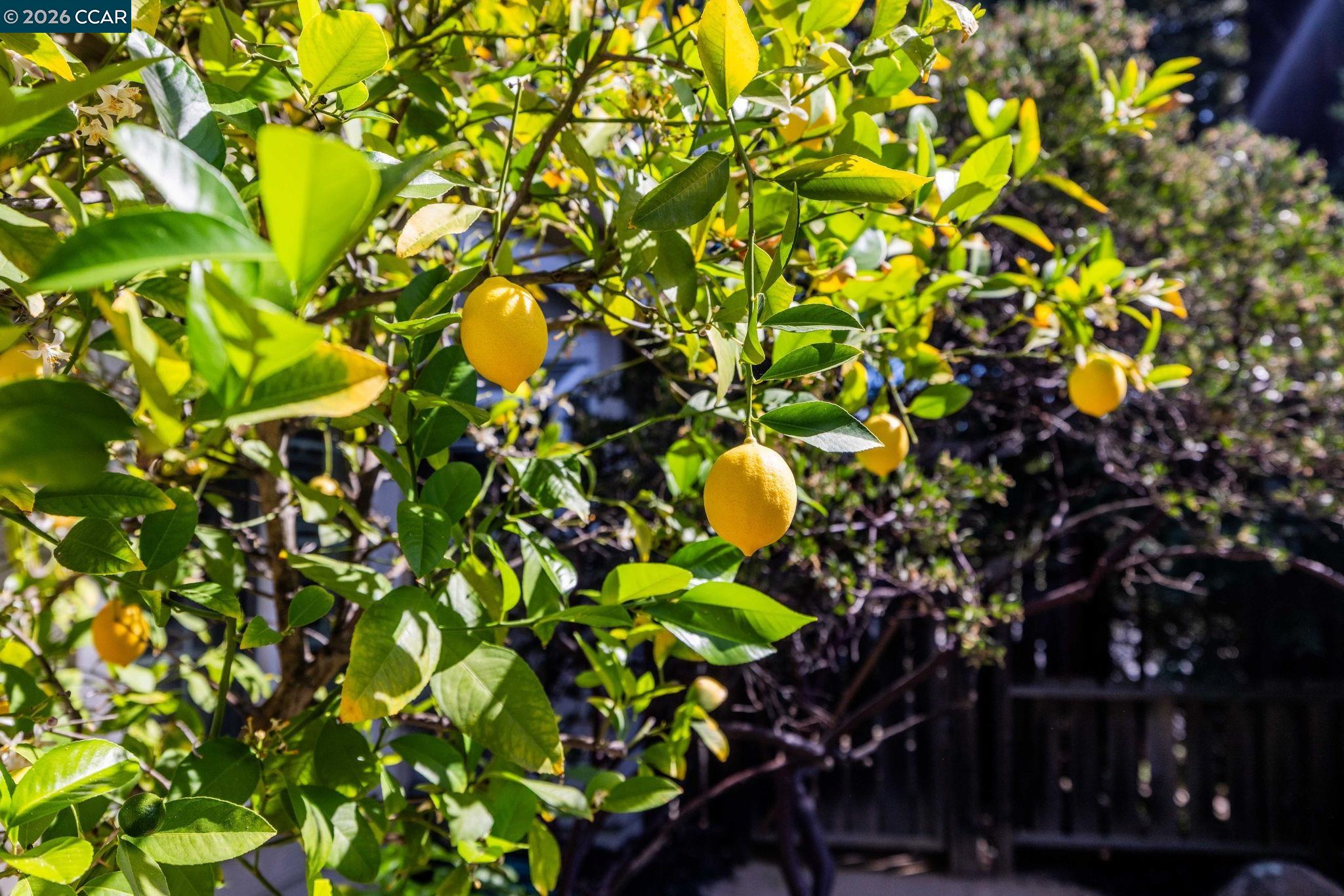 Detail Gallery Image 25 of 34 For 770 Highbridge Ln, Danville,  CA 94526 - 4 Beds | 2/1 Baths