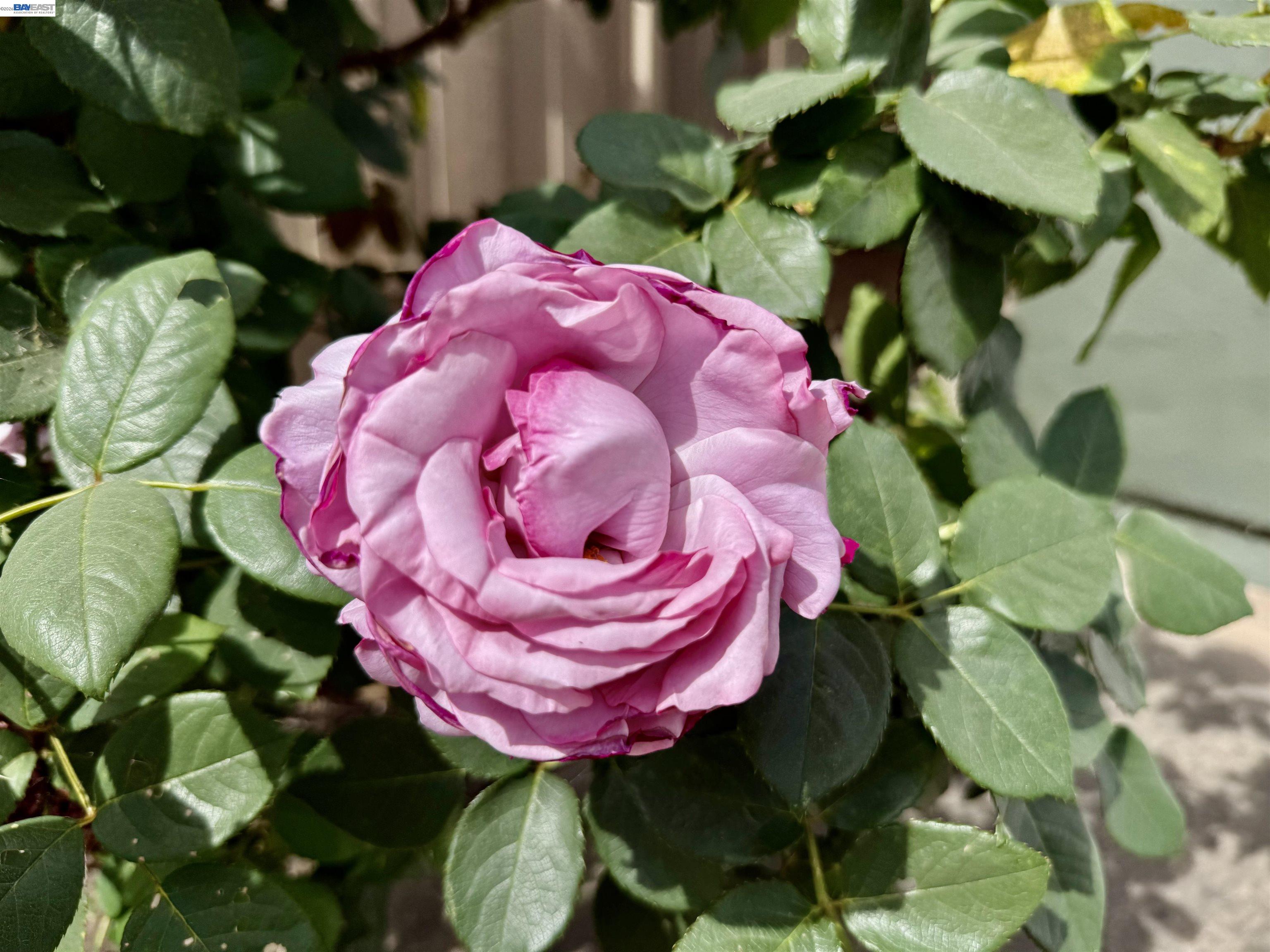 Detail Gallery Image 56 of 60 For 980 Victoria Ave, San Leandro,  CA 94577 - 4 Beds | 3 Baths