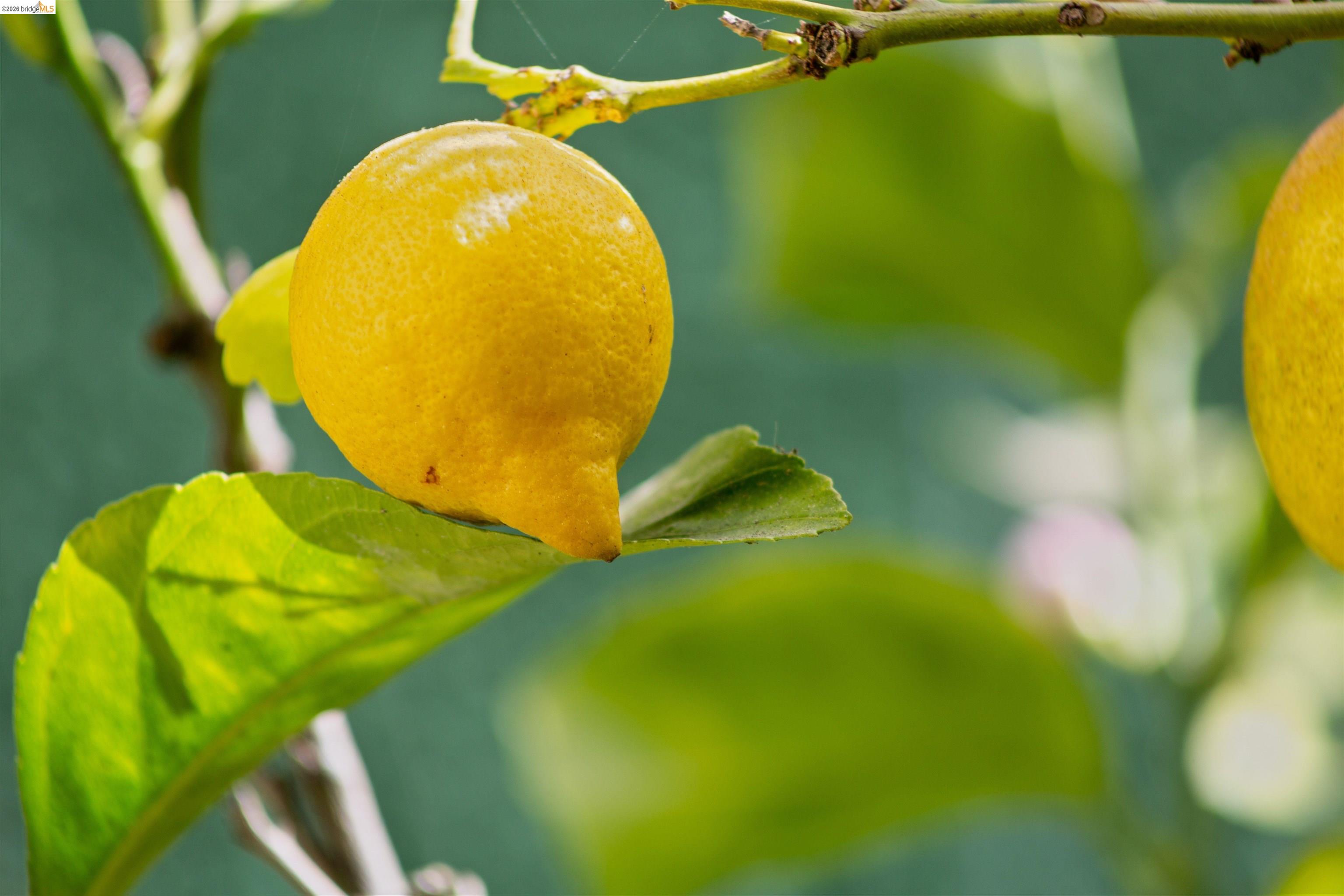 Detail Gallery Image 52 of 52 For 33 Ramona Ave, Oakland,  CA 94611 - 3 Beds | 2 Baths