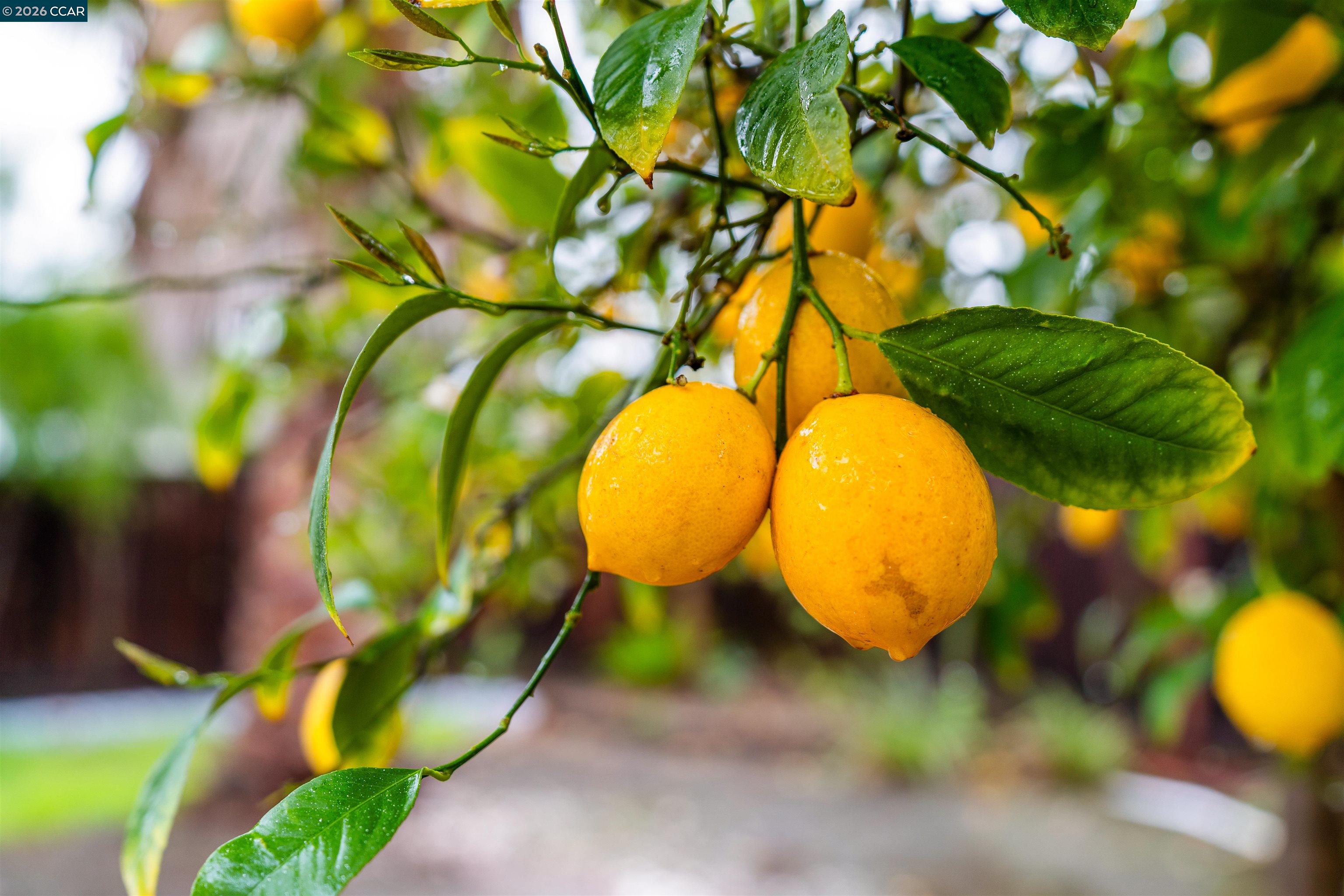 Detail Gallery Image 24 of 24 For 113 Margie Drive, Pleasant Hill,  CA 94523 - 3 Beds | 1 Baths