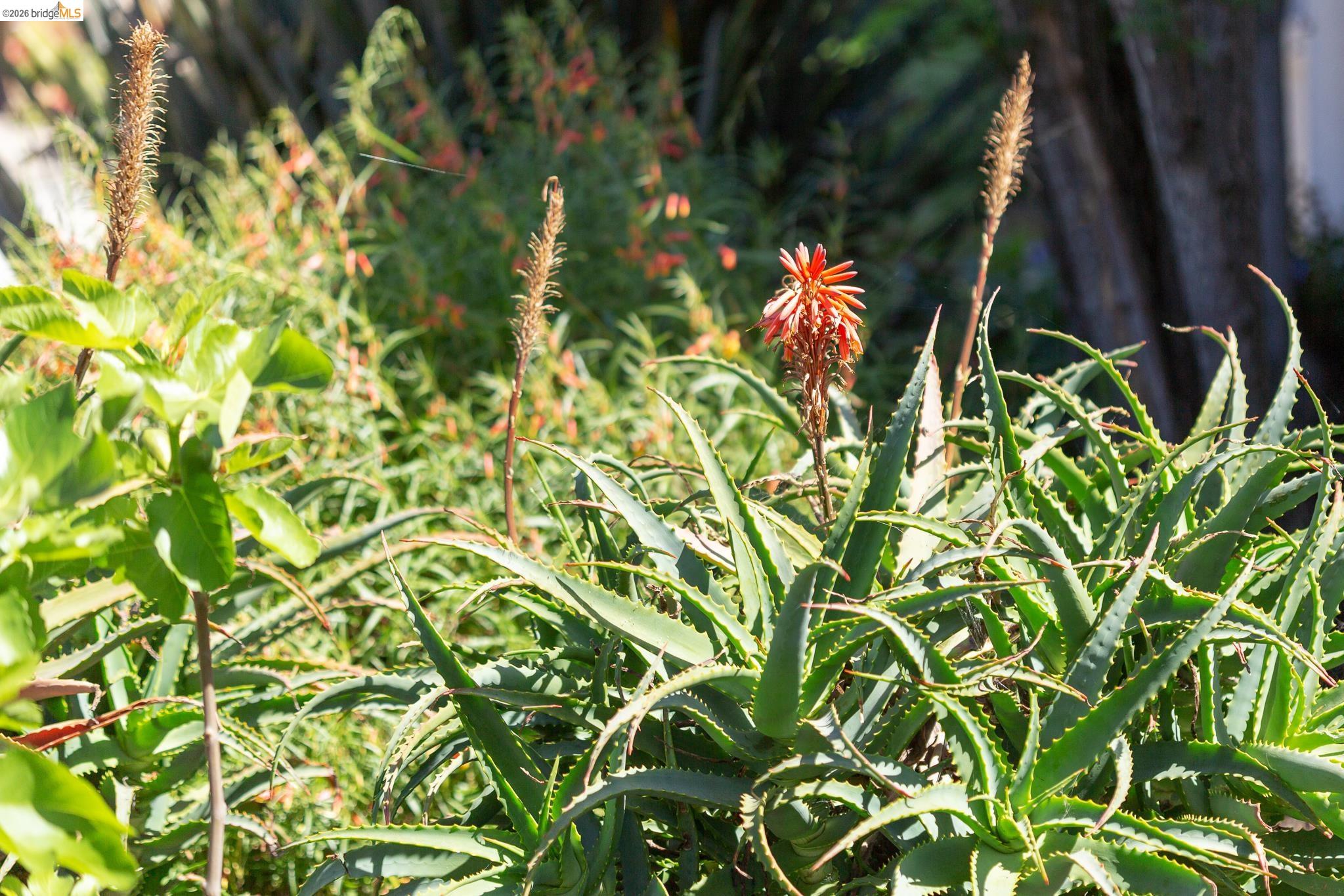 Detail Gallery Image 39 of 39 For 1200 El Centro Ave, Oakland,  CA 94602 - 2 Beds | 2 Baths