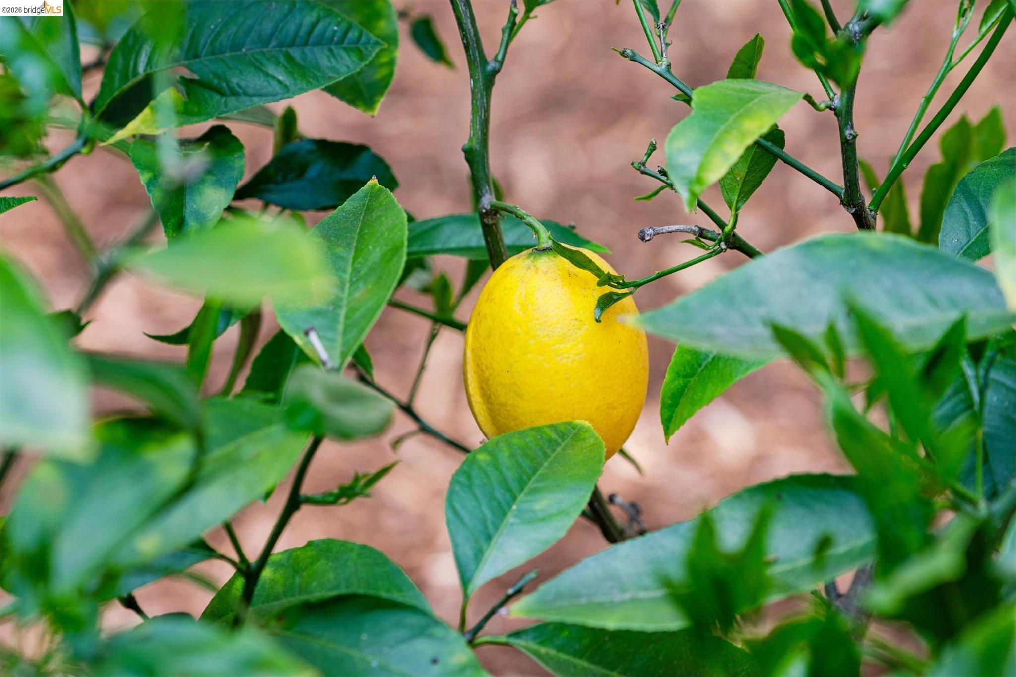 Detail Gallery Image 25 of 26 For 3824 Enos Ave, Oakland,  CA 94619 - 3 Beds | 2 Baths