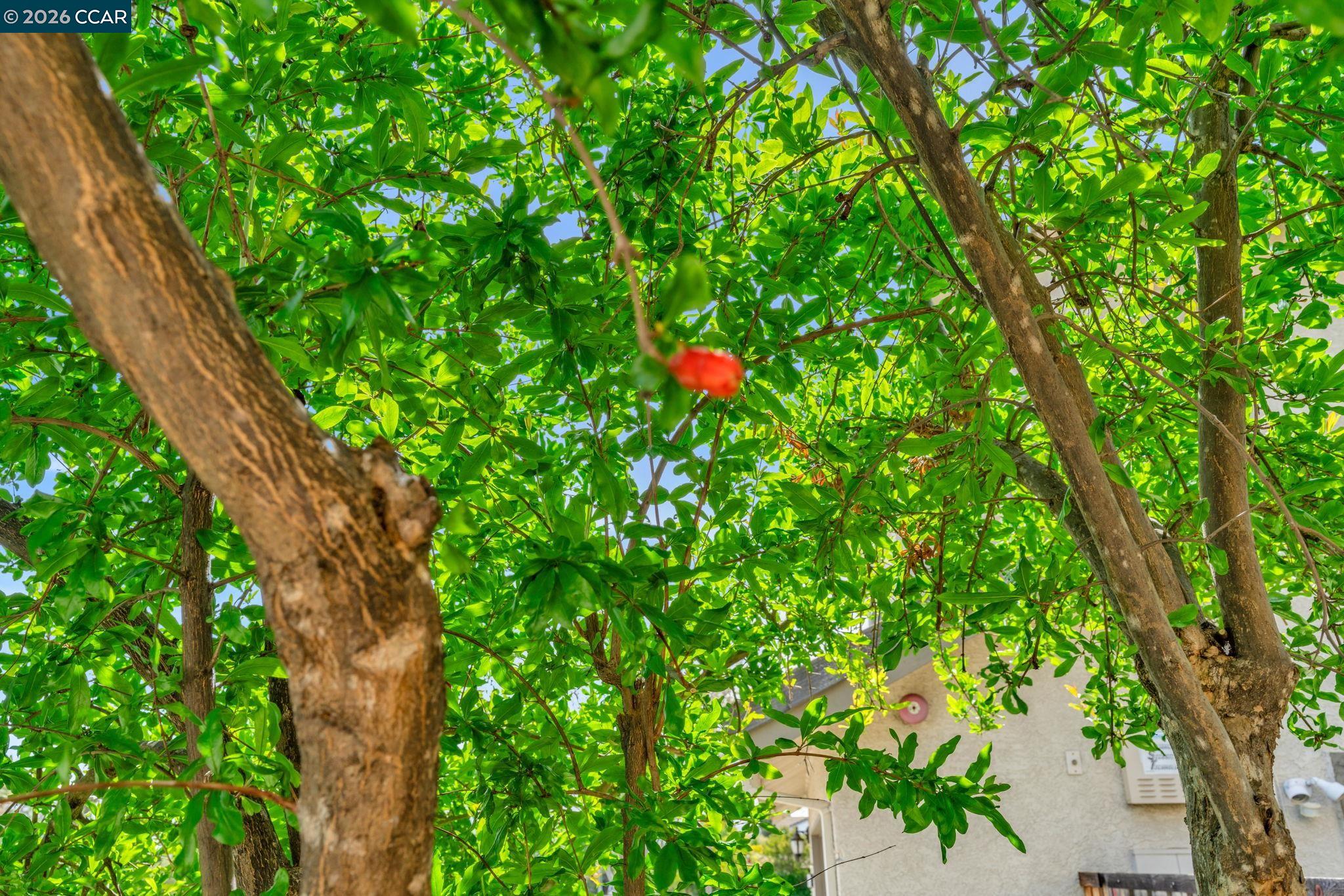 Detail Gallery Image 36 of 42 For 1174 Central Ave, Livermore,  CA 94551 - 5 Beds | 3 Baths