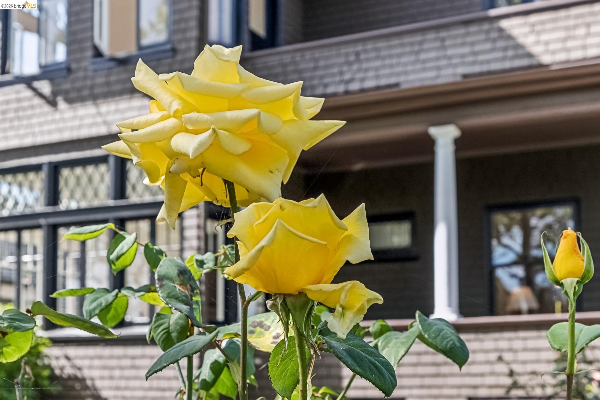 Detail Gallery Image 3 of 60 For 1715 Oakland Ave, Piedmont,  CA 94611 - 4 Beds | 2/2 Baths