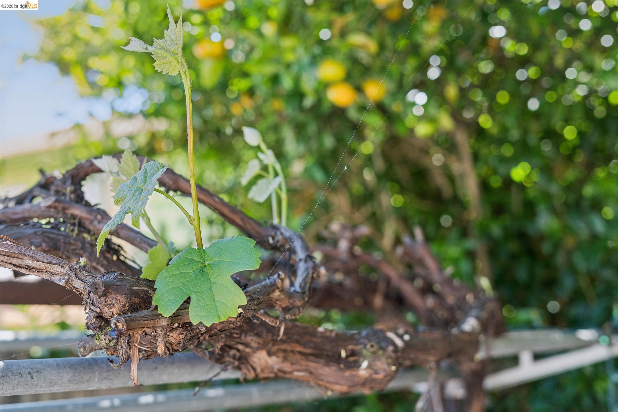 Detail Gallery Image 48 of 55 For 2328 Bartlett St, Oakland,  CA 94601 - 5 Beds | 2 Baths